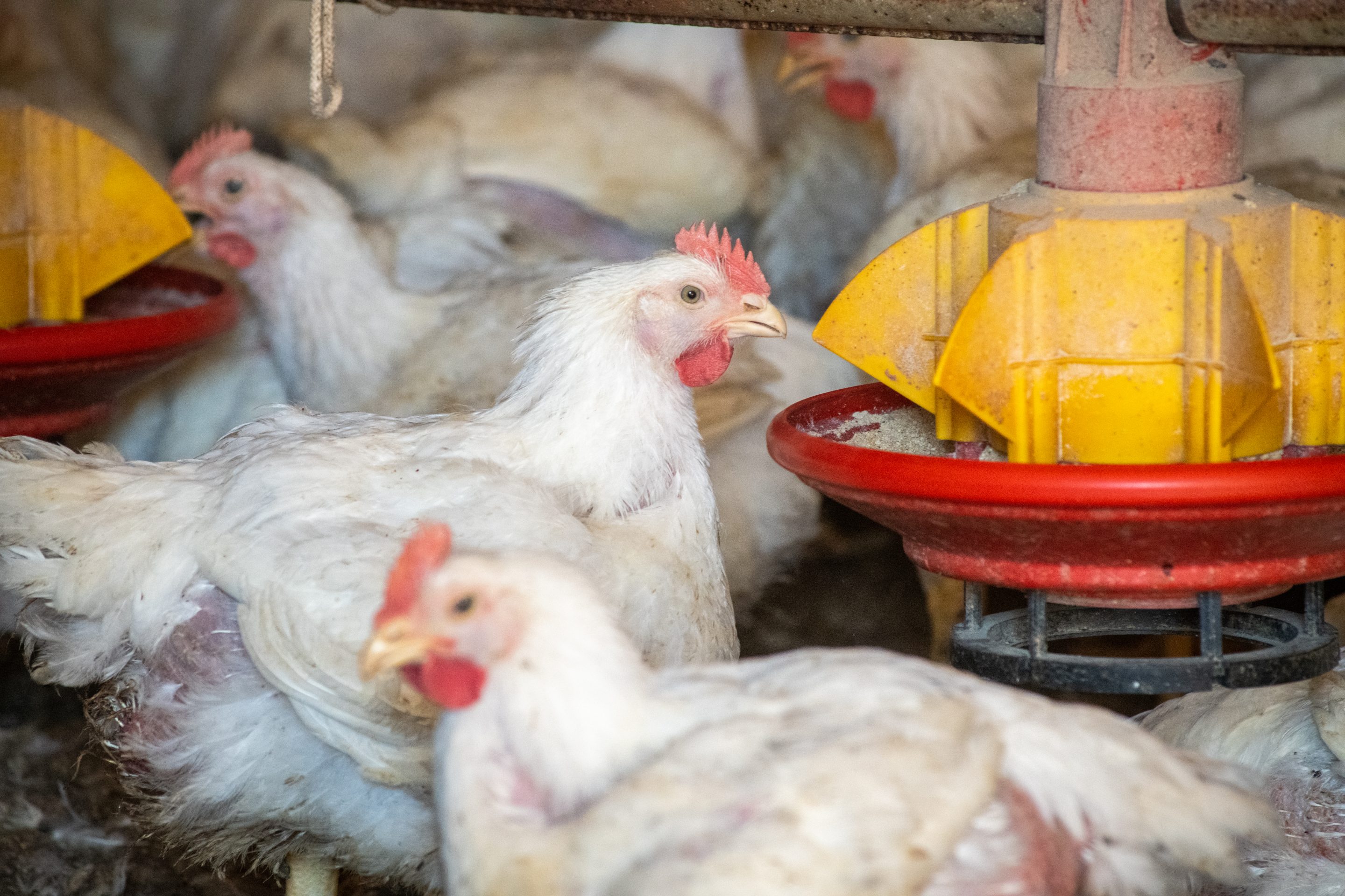 Chickens gathered for feed.