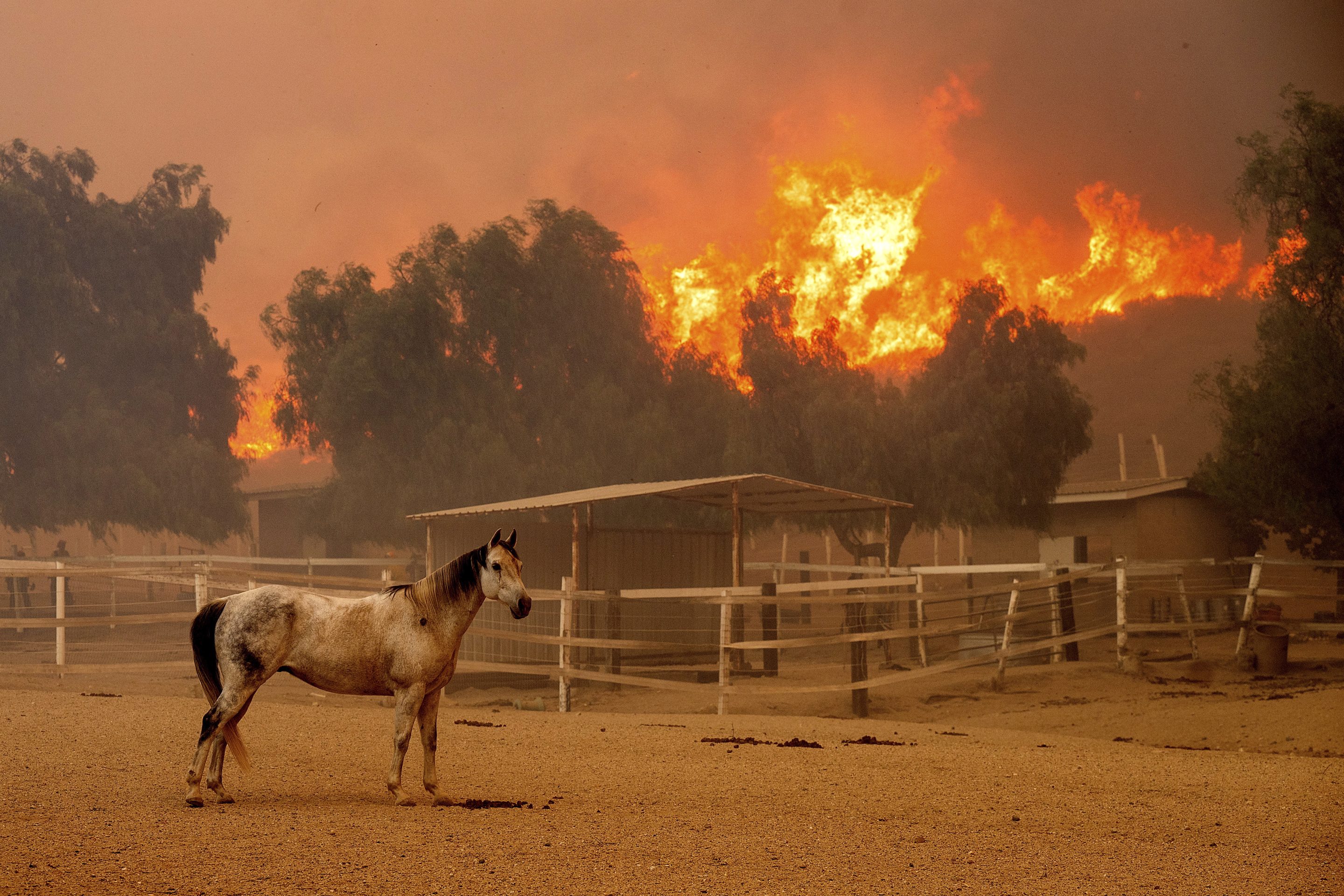 Flames from the Mountain Fire leap along a hillside as a horse stands in an enclosure at Swanhill Farms in Moorpark, Calif., on Nov. 7, 2024. 