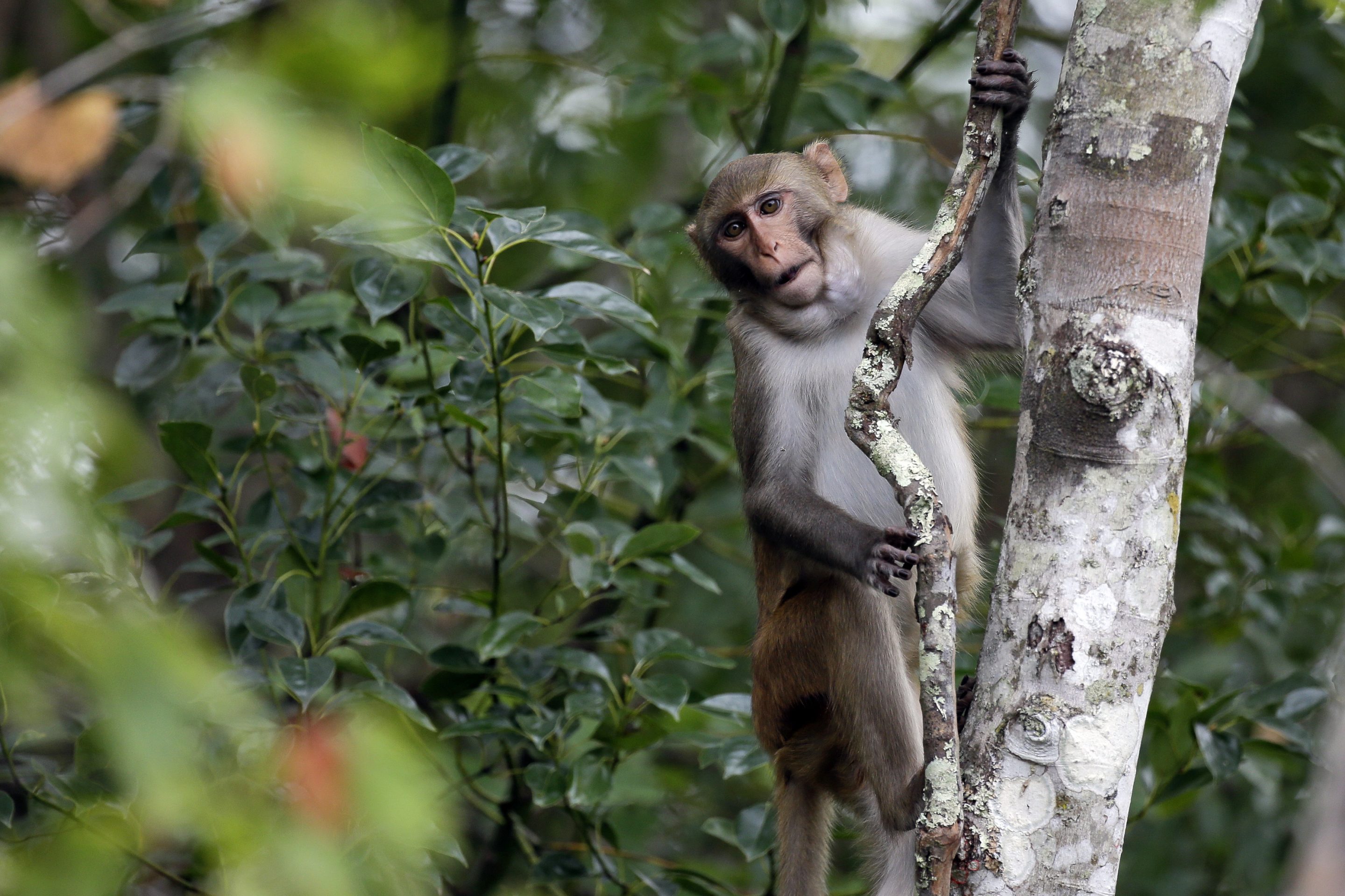 monkey in a tree