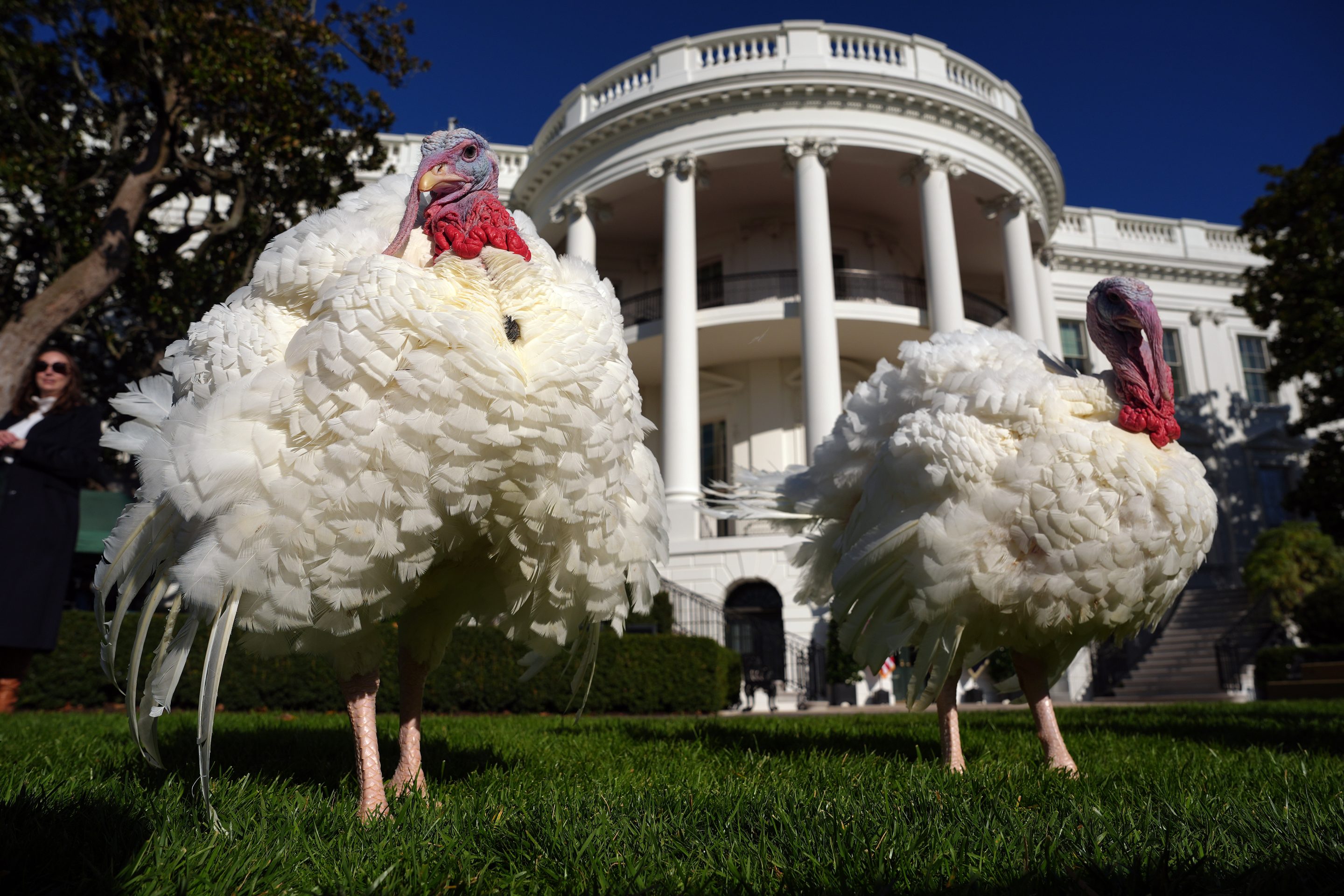 The National Thanksgiving turkeys, Blossom and Peach, wait before being pardoned by U.S. President Joe Biden during a ceremony on the South Lawn of the White House on Nov. 25, 2024 in Washington, DC.