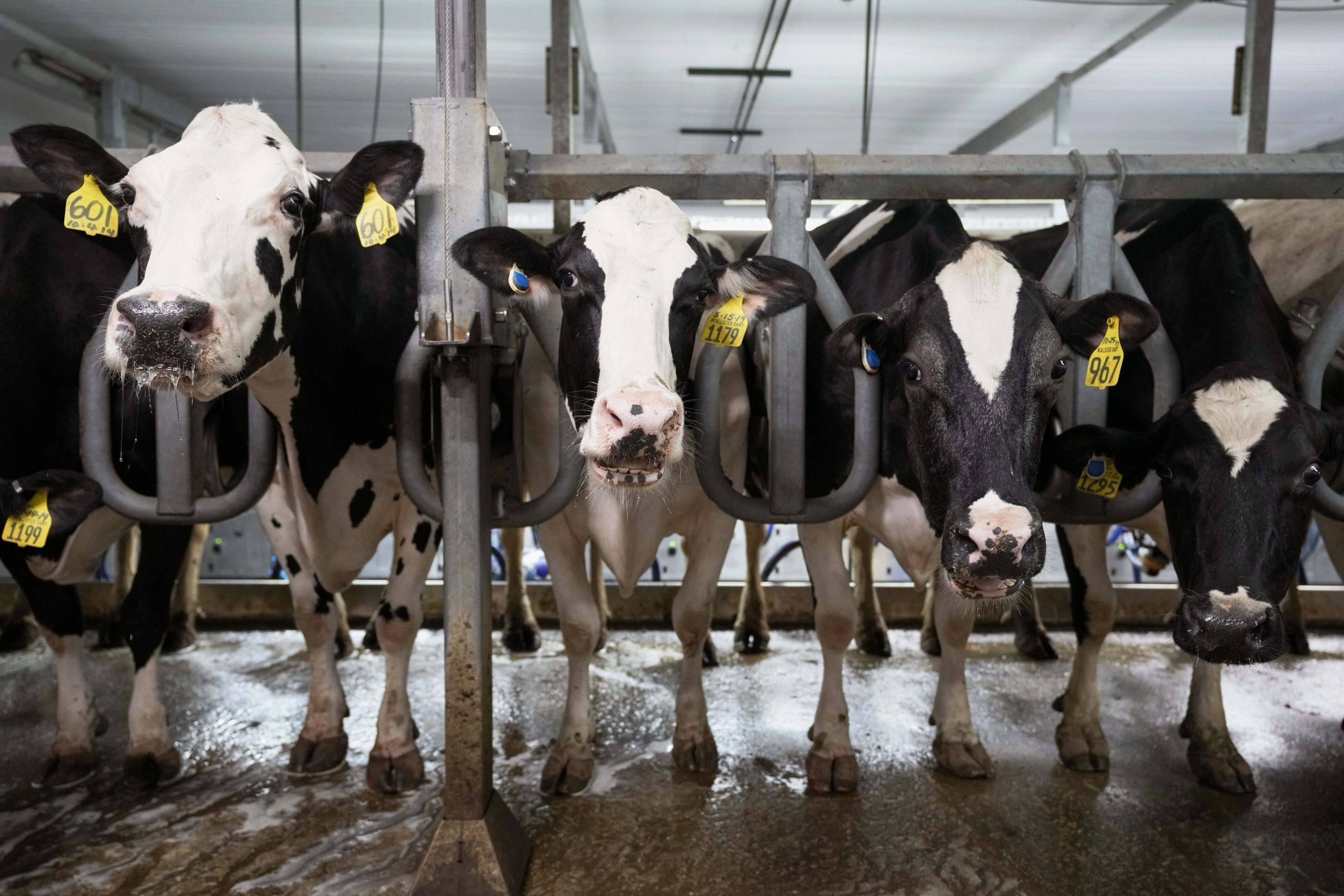 Cows stand in the milking parlor of a dairy farm in New Vienna, Iowa, in 2023.