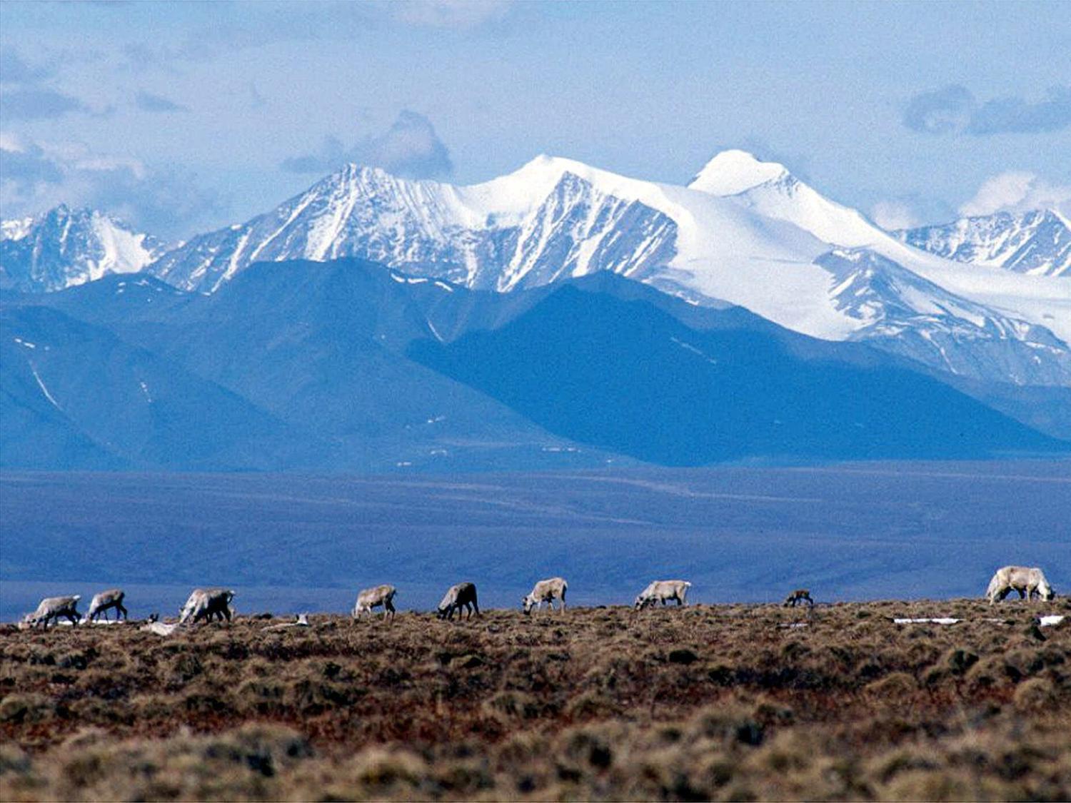 Caribou graze in the Arctic National Wildlife Refuge in Alaska, on June 1, 2001.
