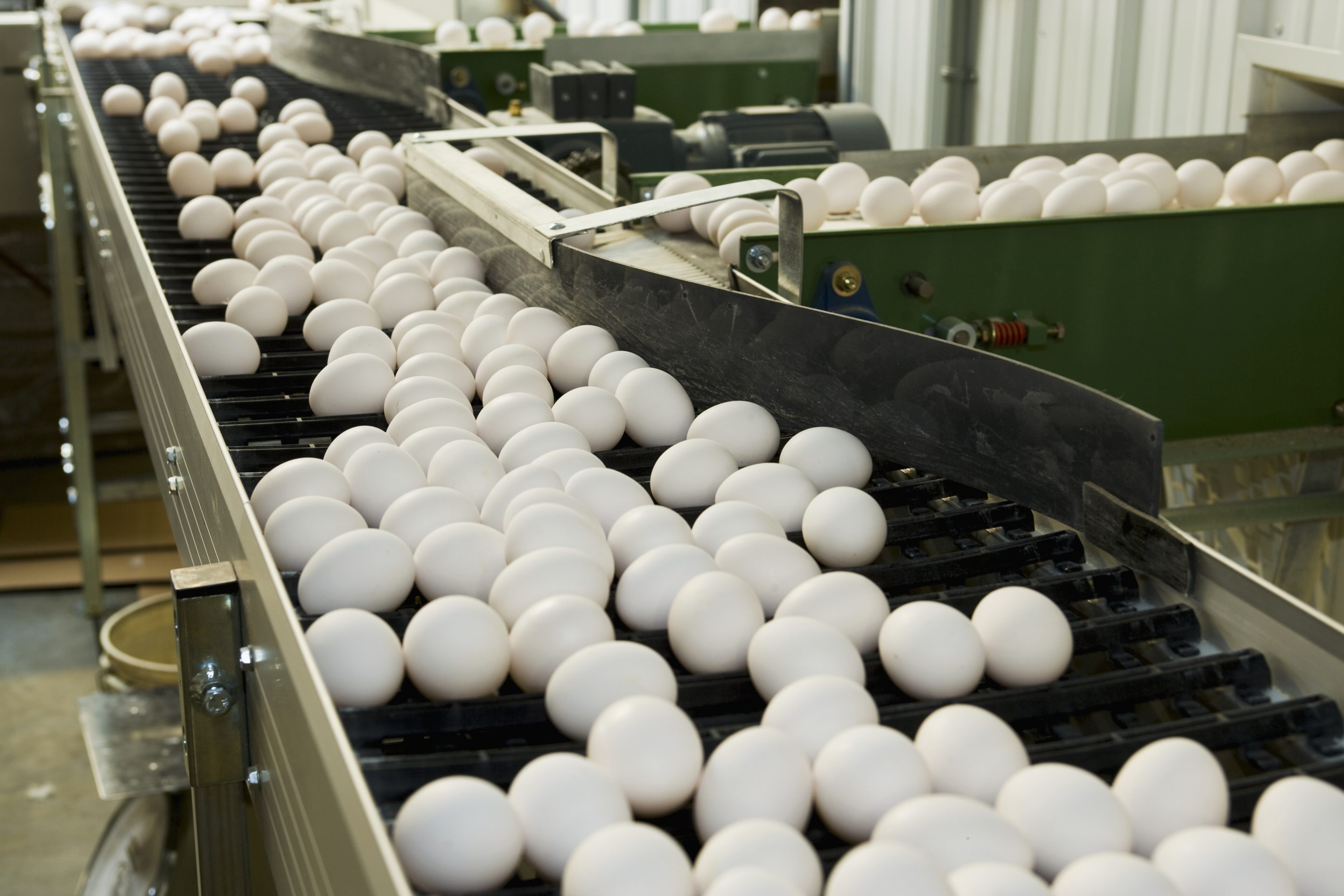 Fertilized chicken eggs being sorted and processed