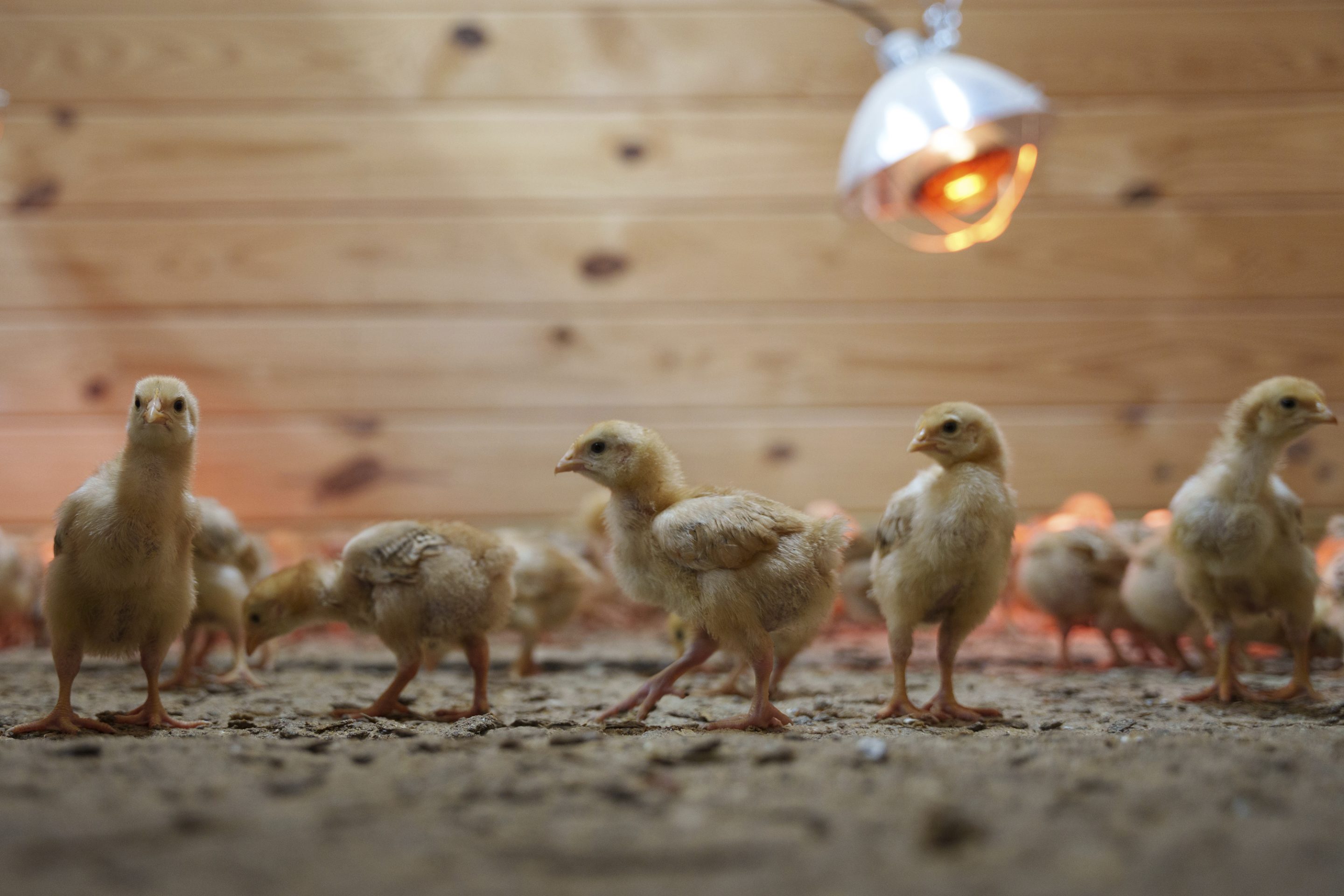 baby chicks in a crate
