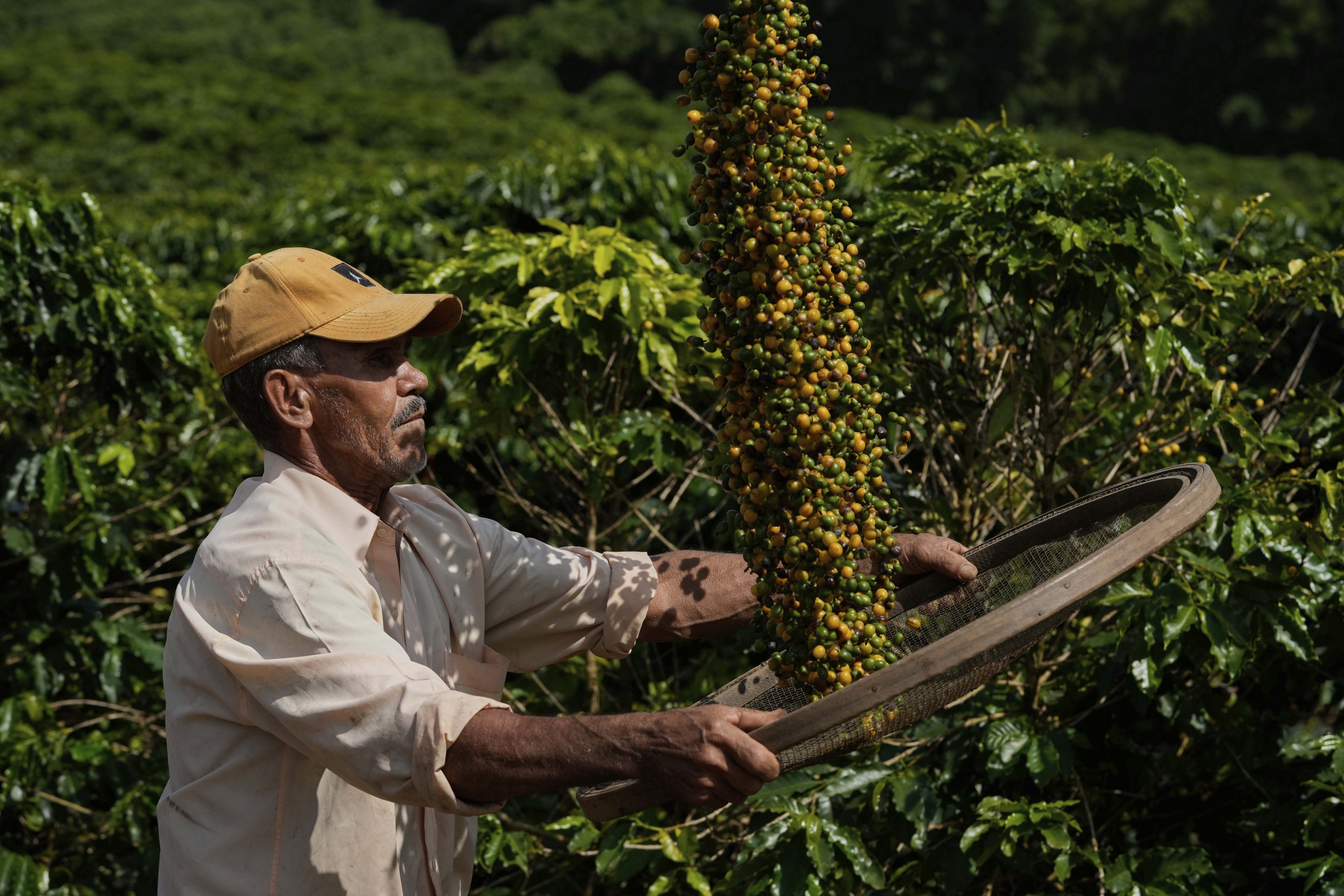 A farm employee works during the coffee harvest in Bragança Paulista, Brazil, on April 4. The world’s leading producer of coffee is expected to begin incurring 50% tariffs on Aug. 1, which consumers in the U.S. will face the brunt of. However, this price increase likely won’t take place immediately, according to NPR, since many coffee sellers in the U.S. have inventory stockpiled.