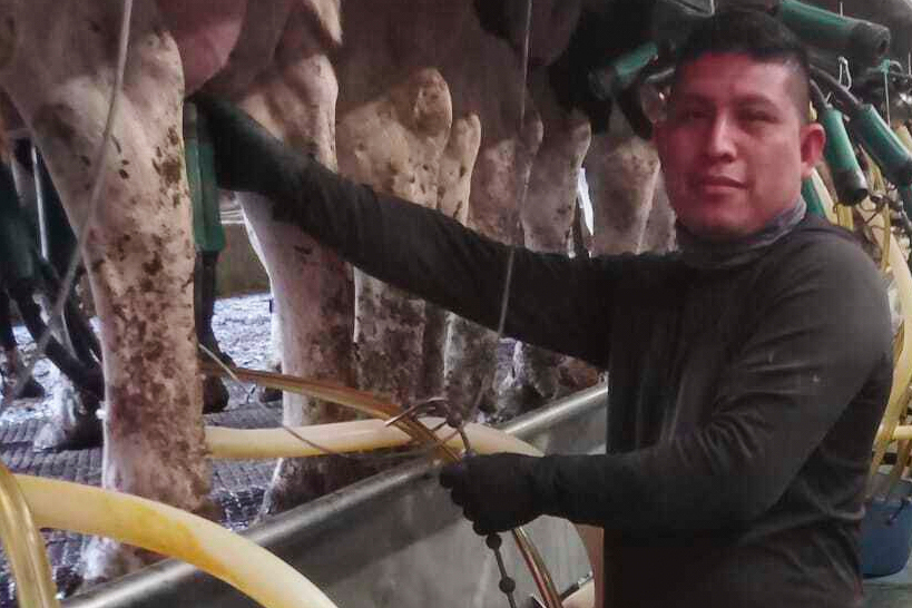 Vermont dairy farm migrant ICE raids put industry on edge: ‘It would all go down’ without immigrant workers