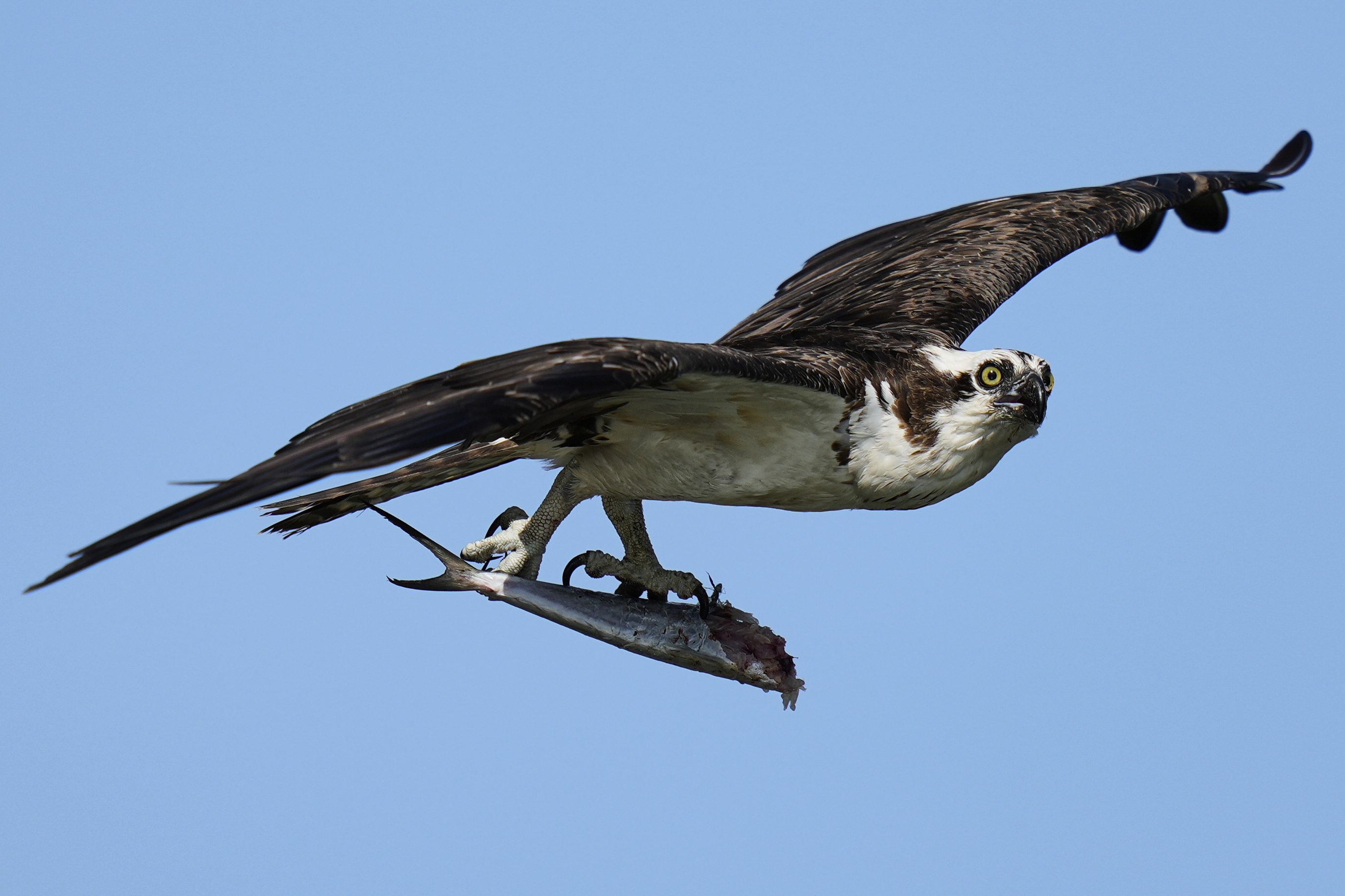 Osprey