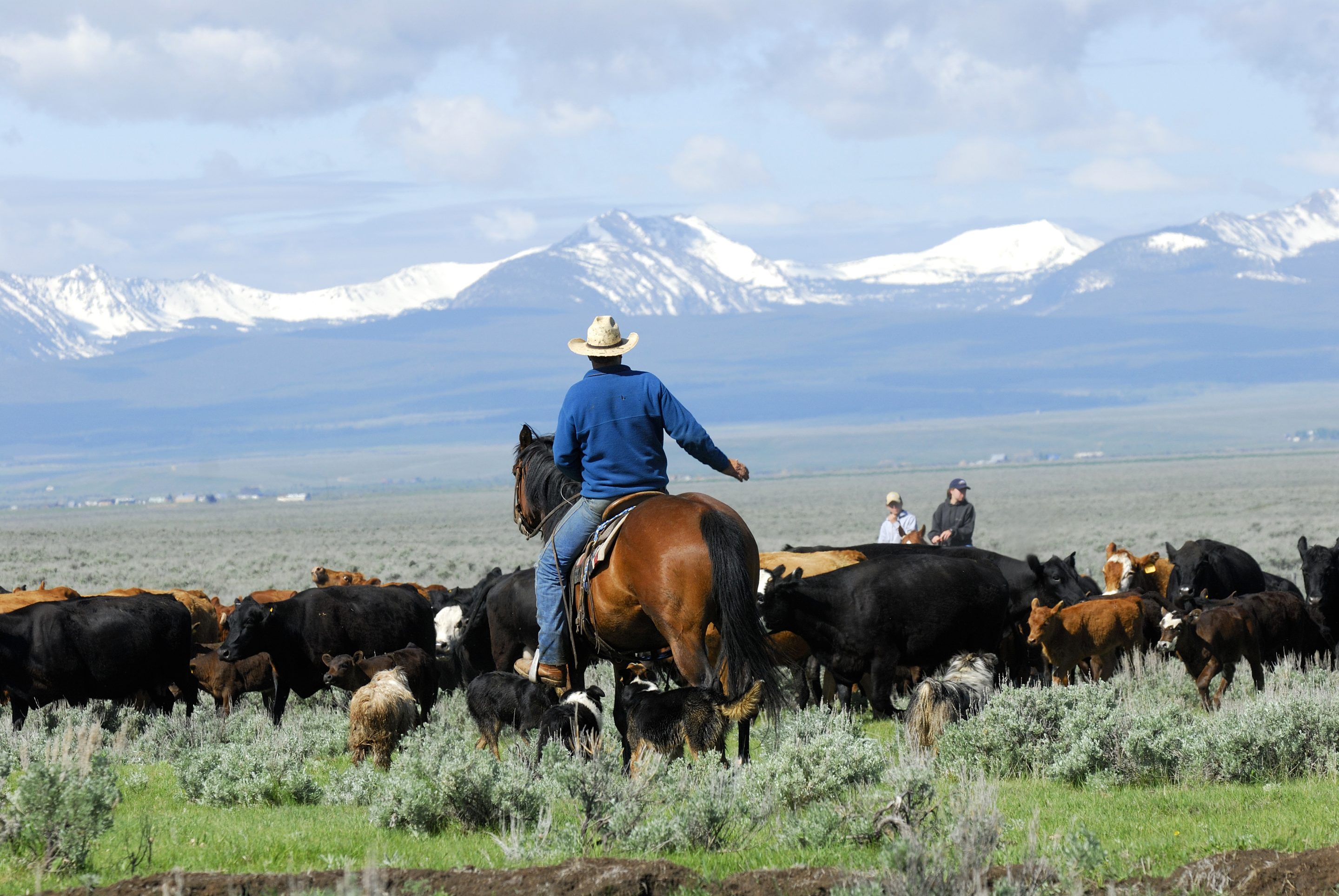 Cowboys
