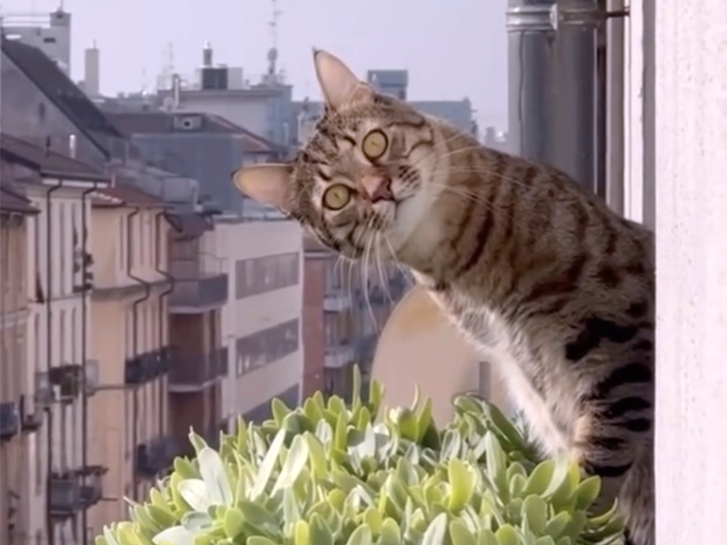 Cat videos