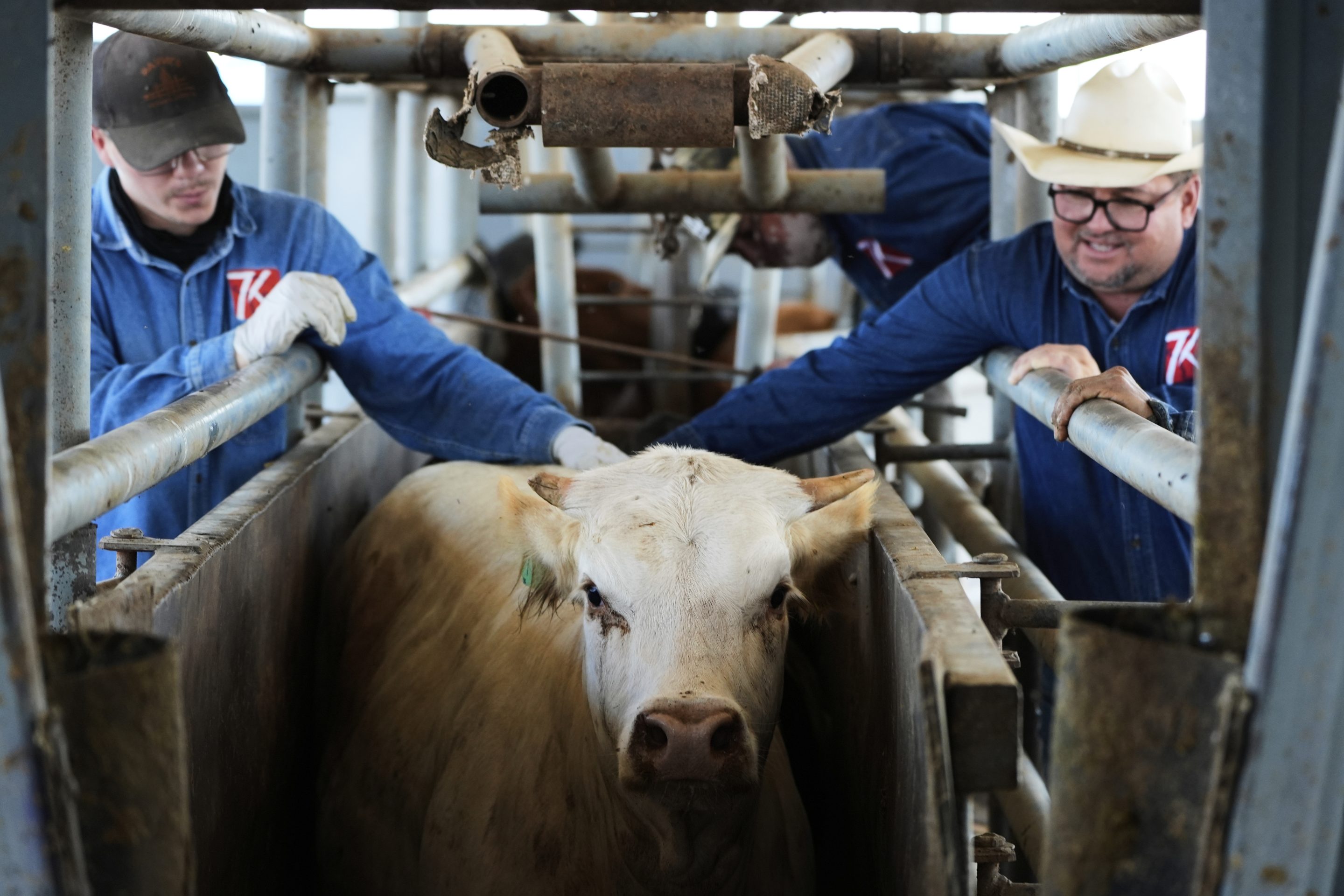 Cowboys push a cow out of its spot to a veterinarian inspection at a ranch that exports livestock to the U.S., in Zamora, northern Mexico, on July 28.