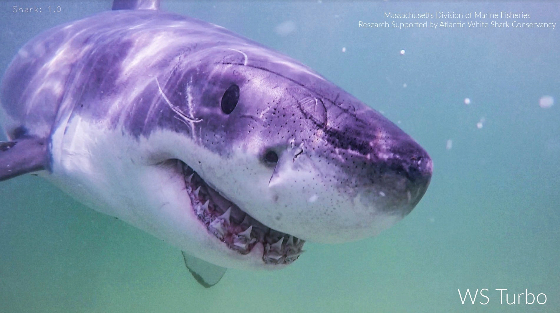 Shark