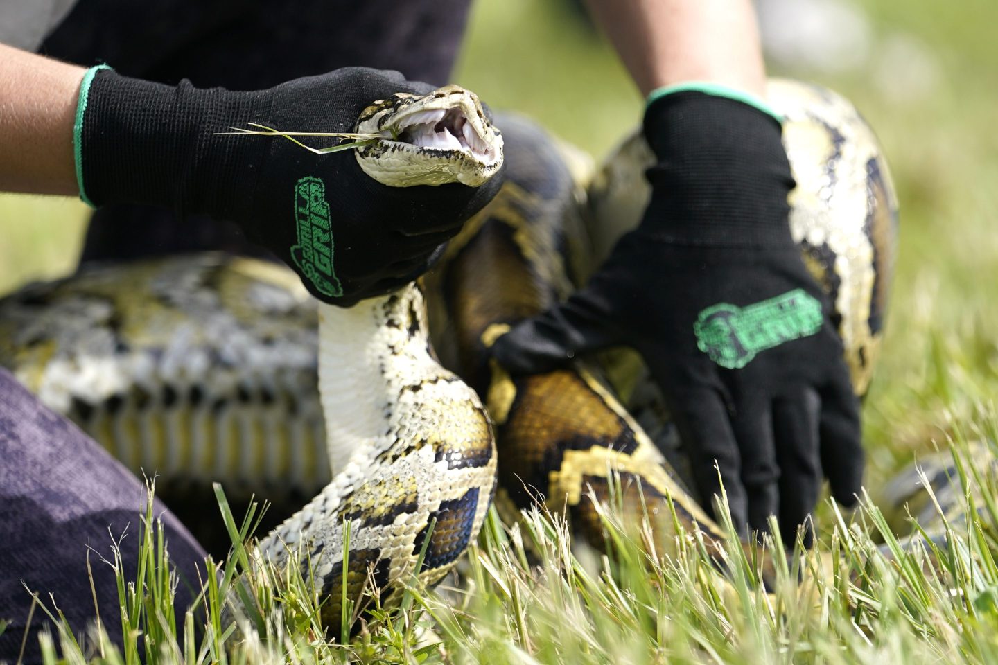 Florida python