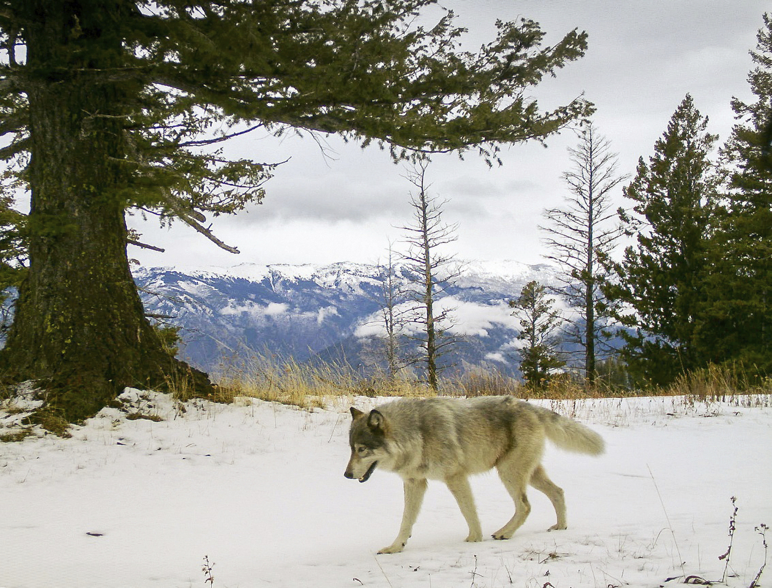 Gray wolves