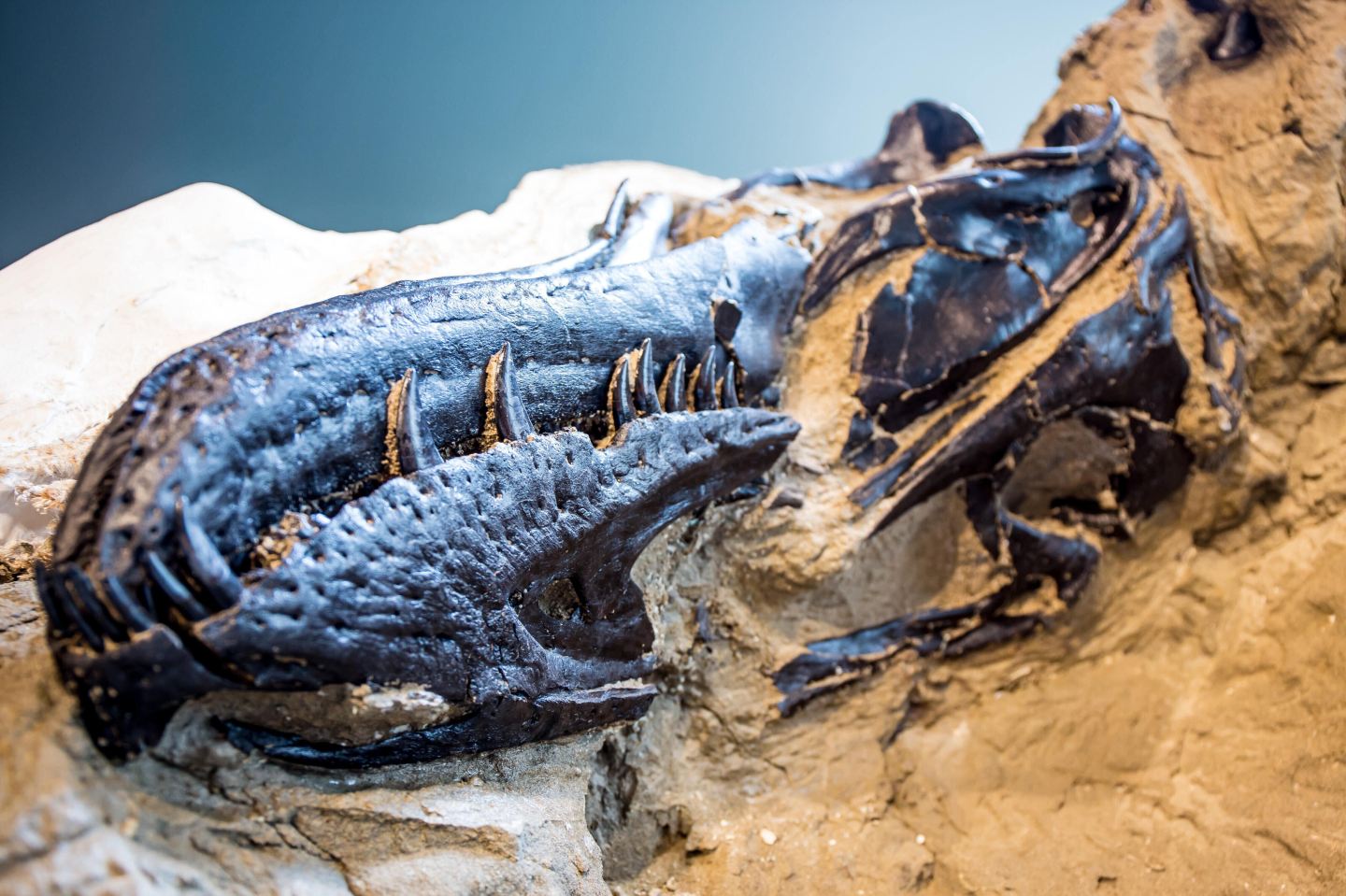 These dinosaur bones have stumped scientists since the 1940s. New evidence claims to solve the mystery