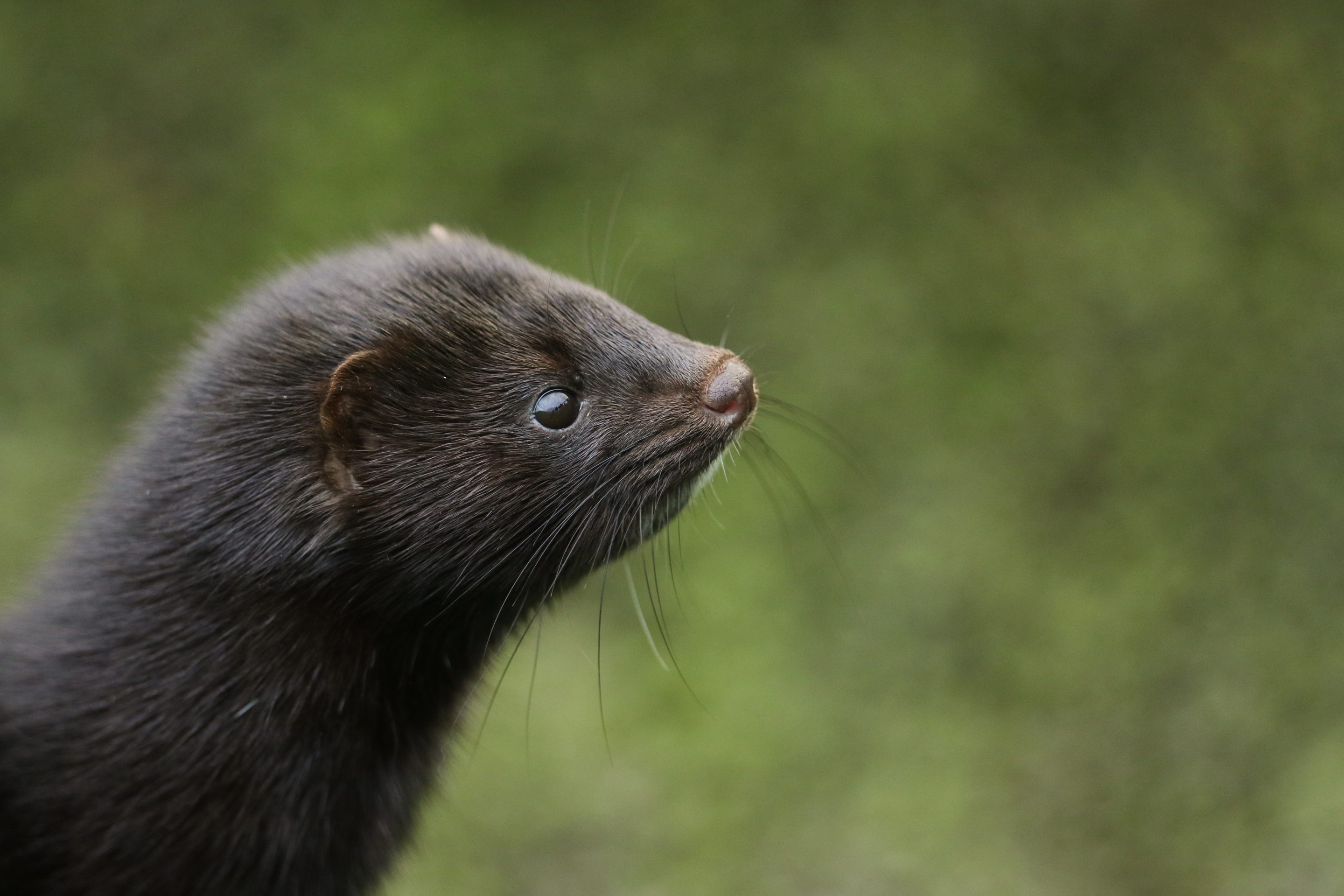 Mink