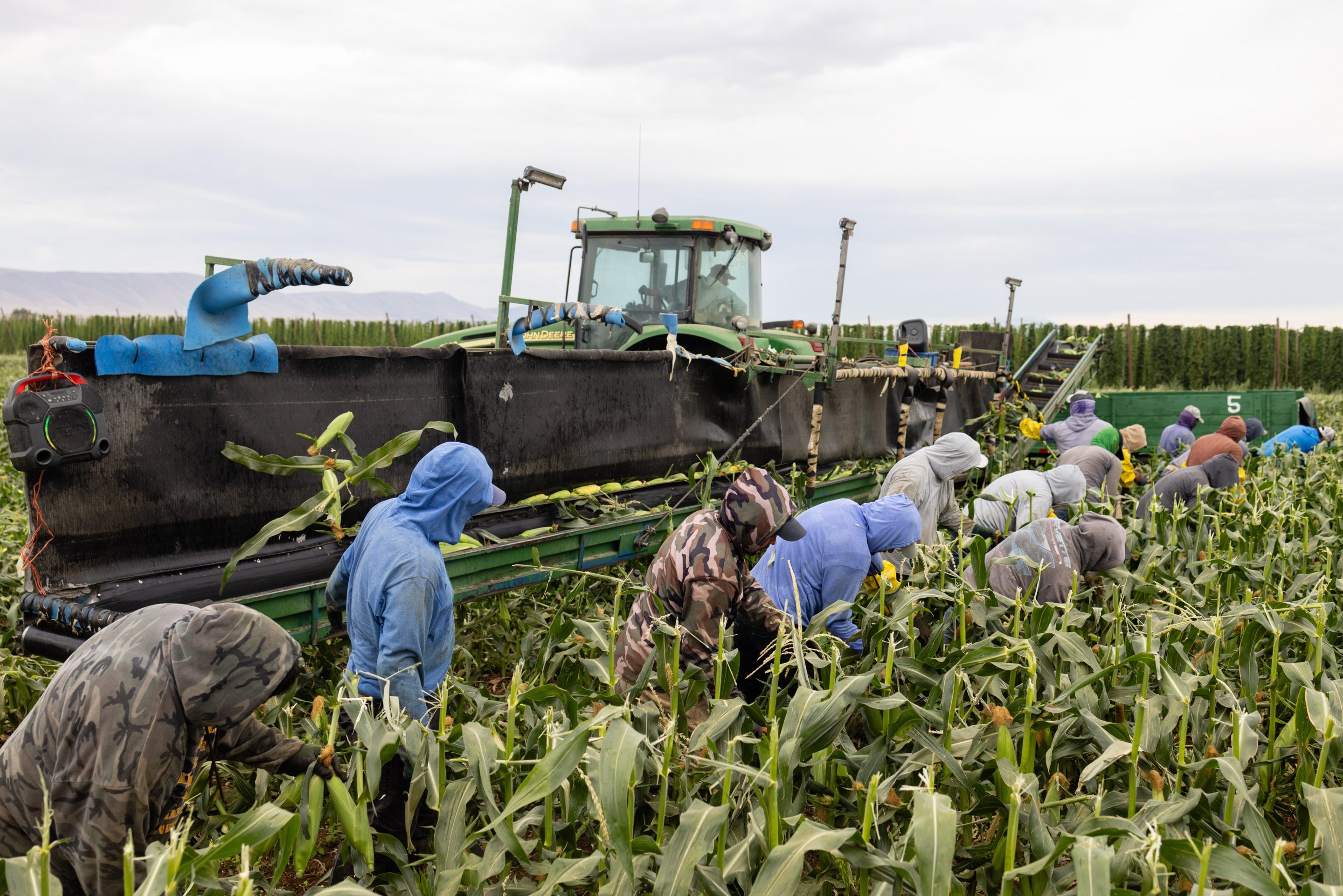 Workers harvest corn at Yakama Nation Farms in Wapato, Washington, on July 31.