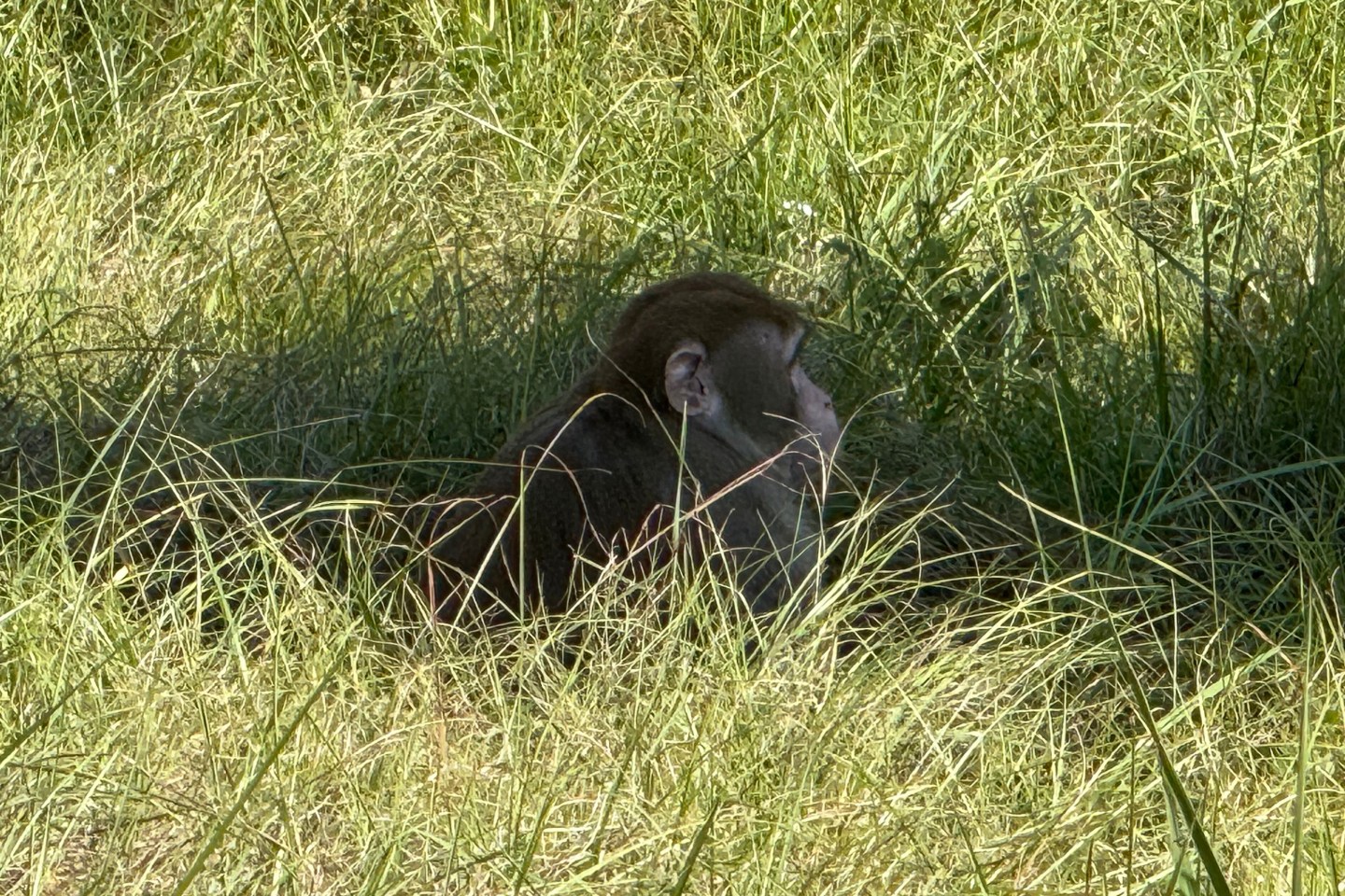 Mississippi monkey