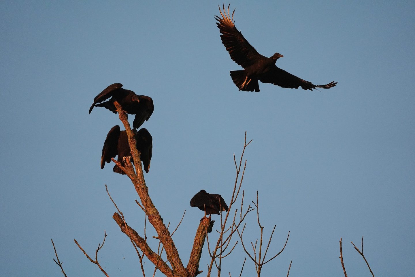 U.S. cattle faces a growing threat from a protected species of vulture spreading north amid climate change — ‘They just basically eat them alive’