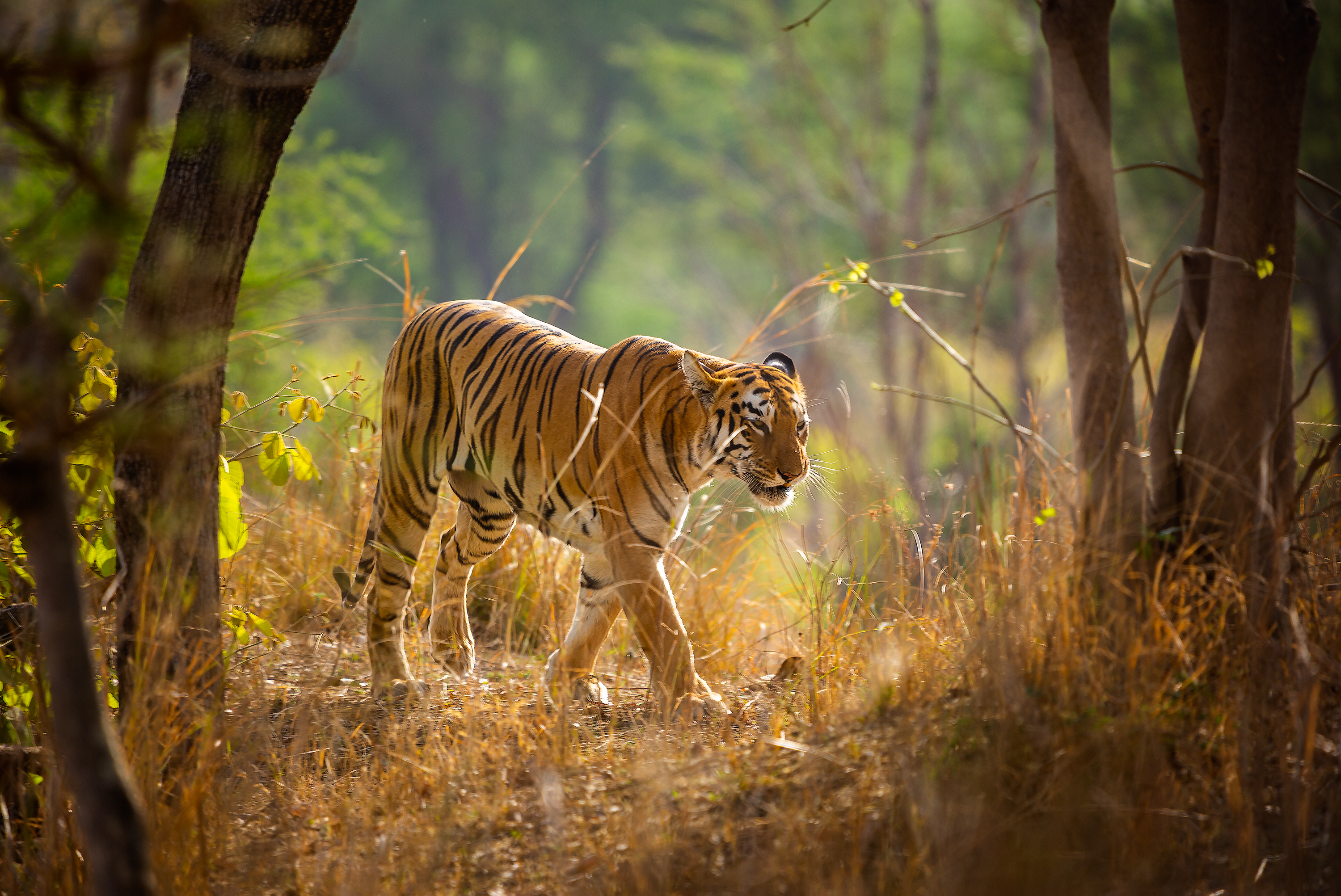 tigers