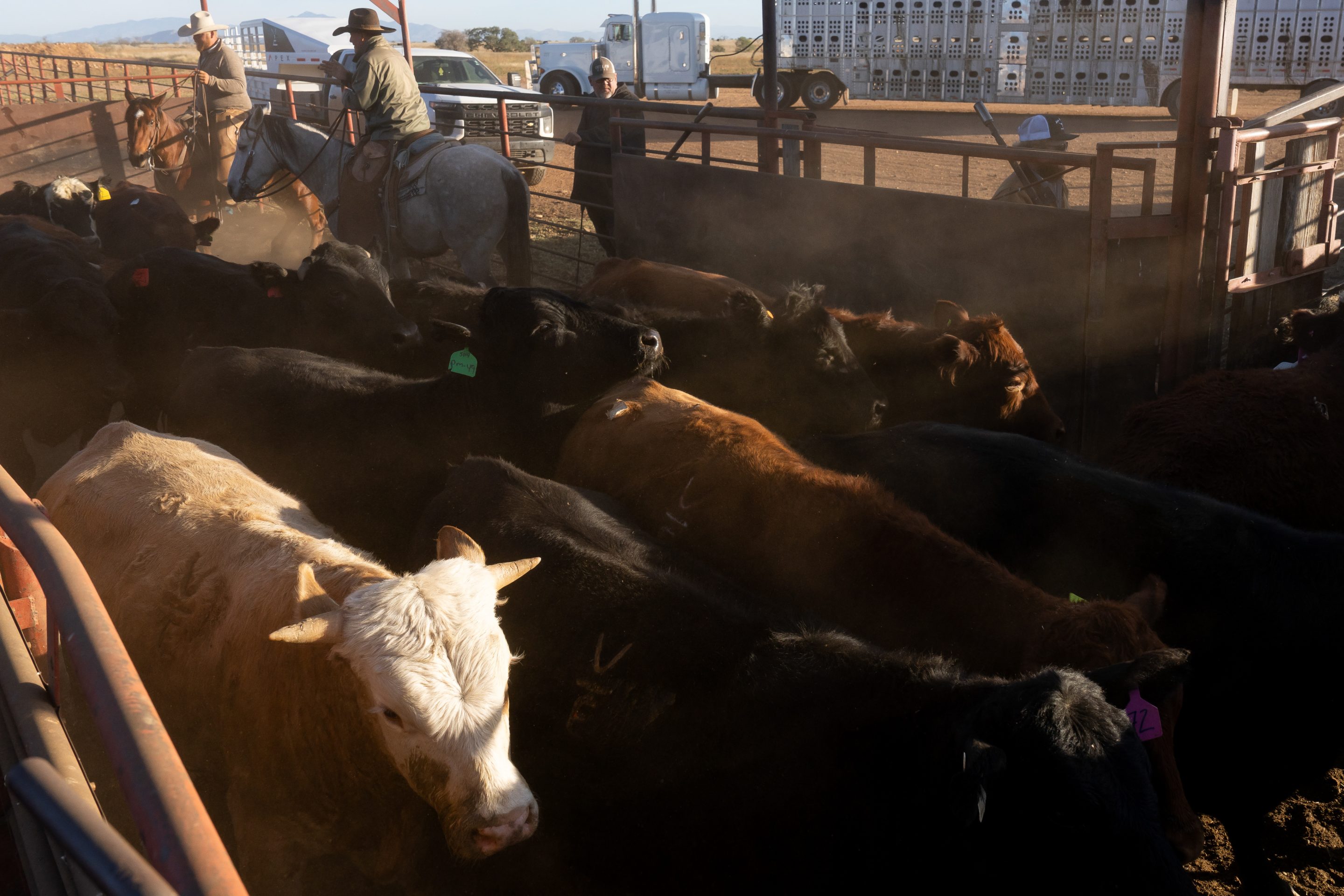 Ranchers move beef cattle in Sonoita, Arizona, on Tuesday, Nov. 11, 2025.