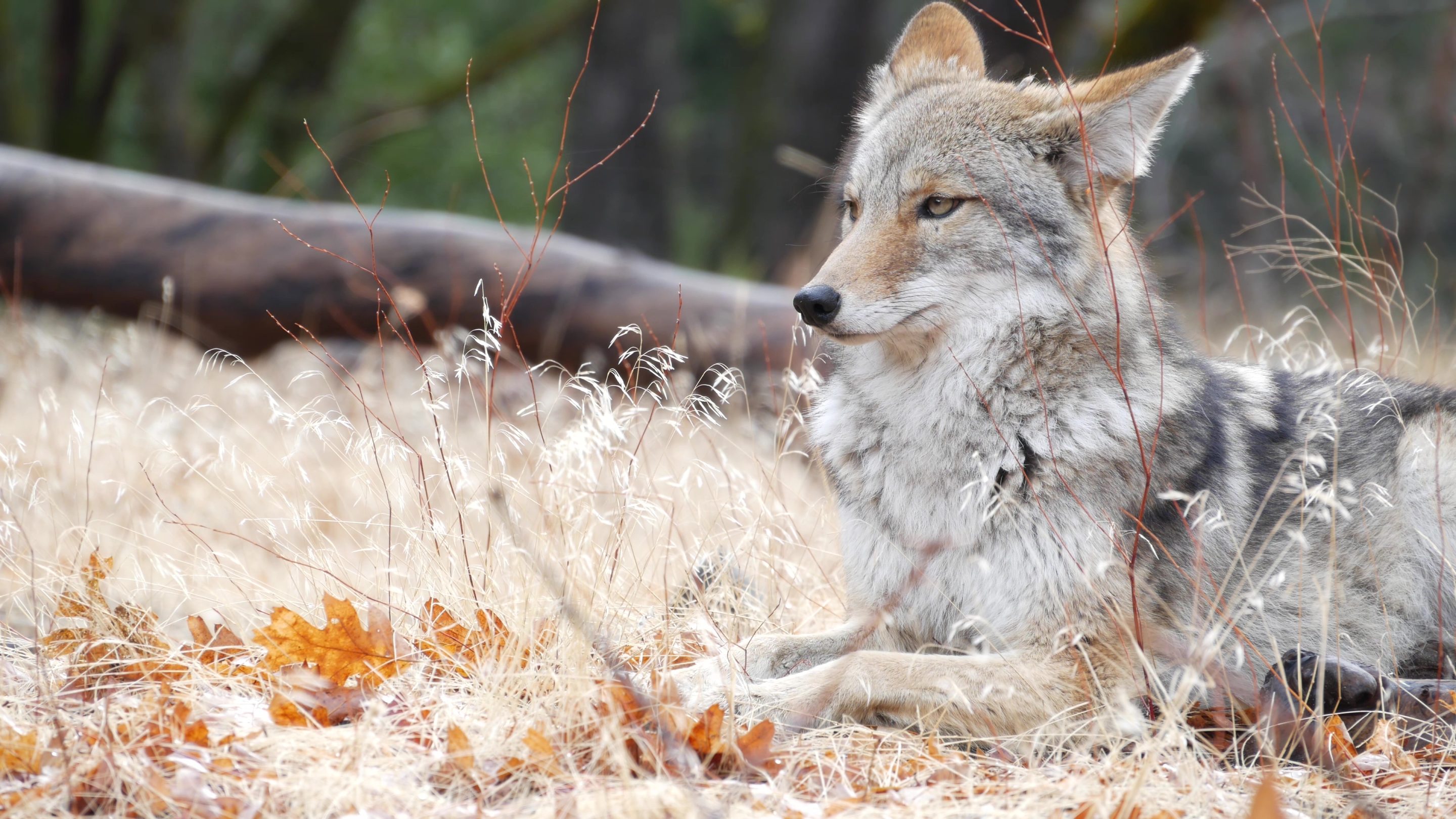 coyote