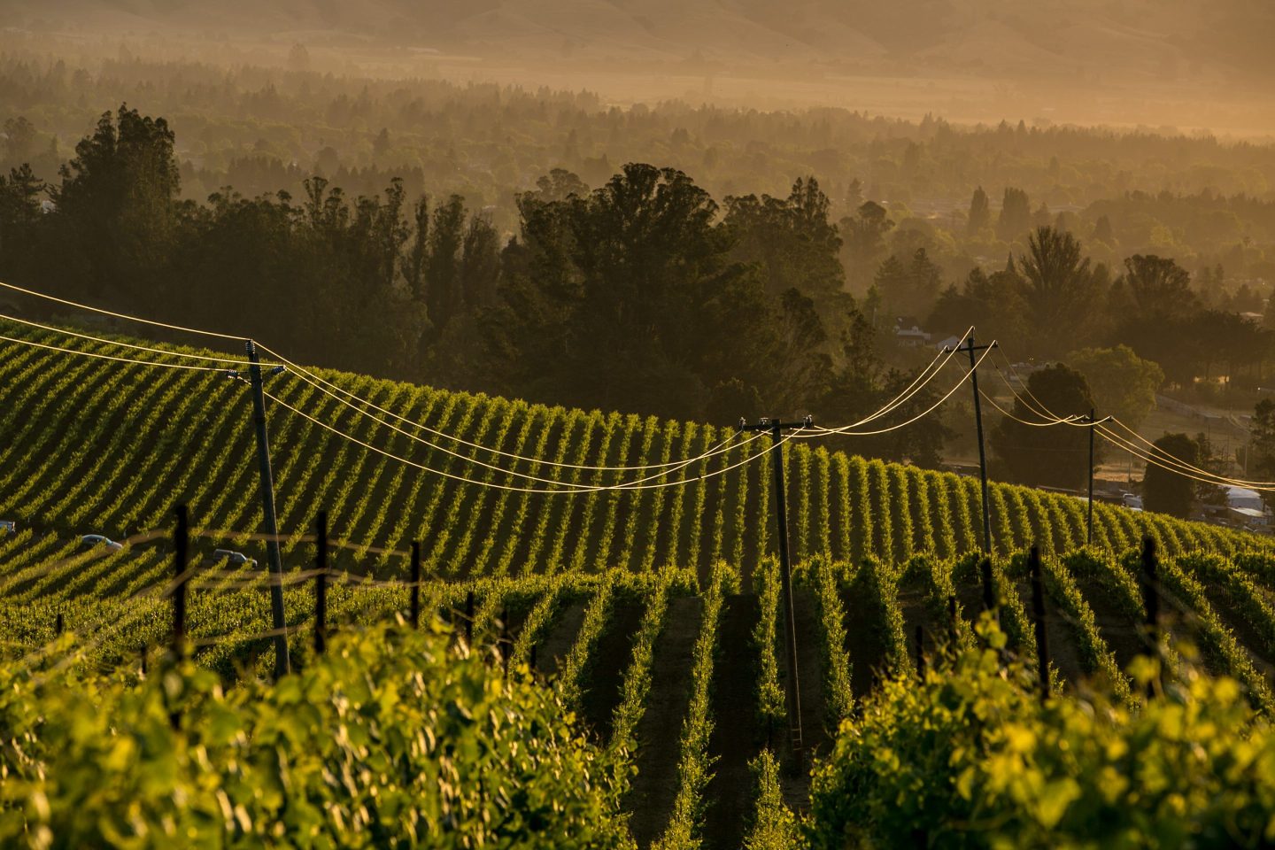 Trouble for California winemakers