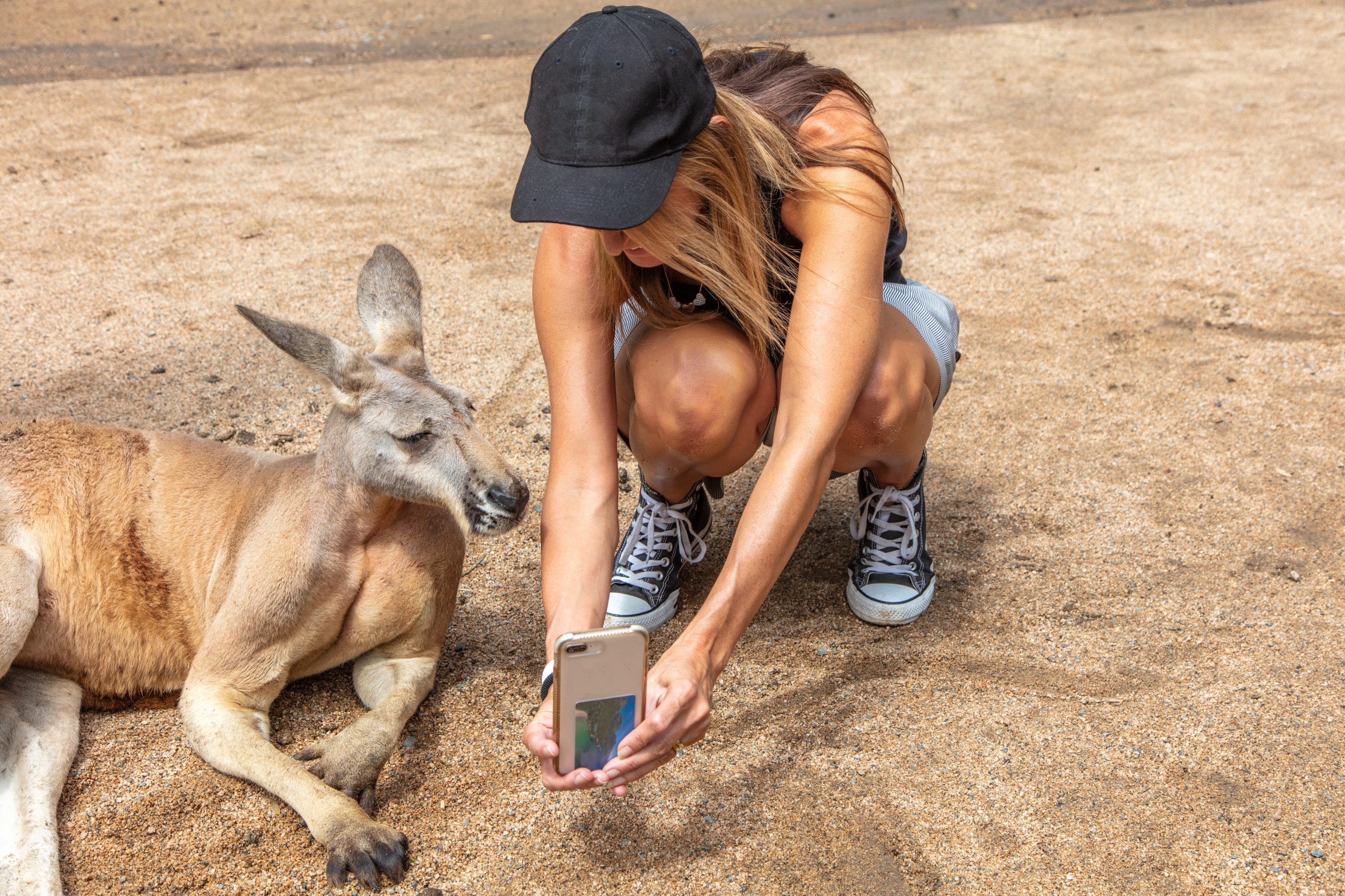 kangaroo