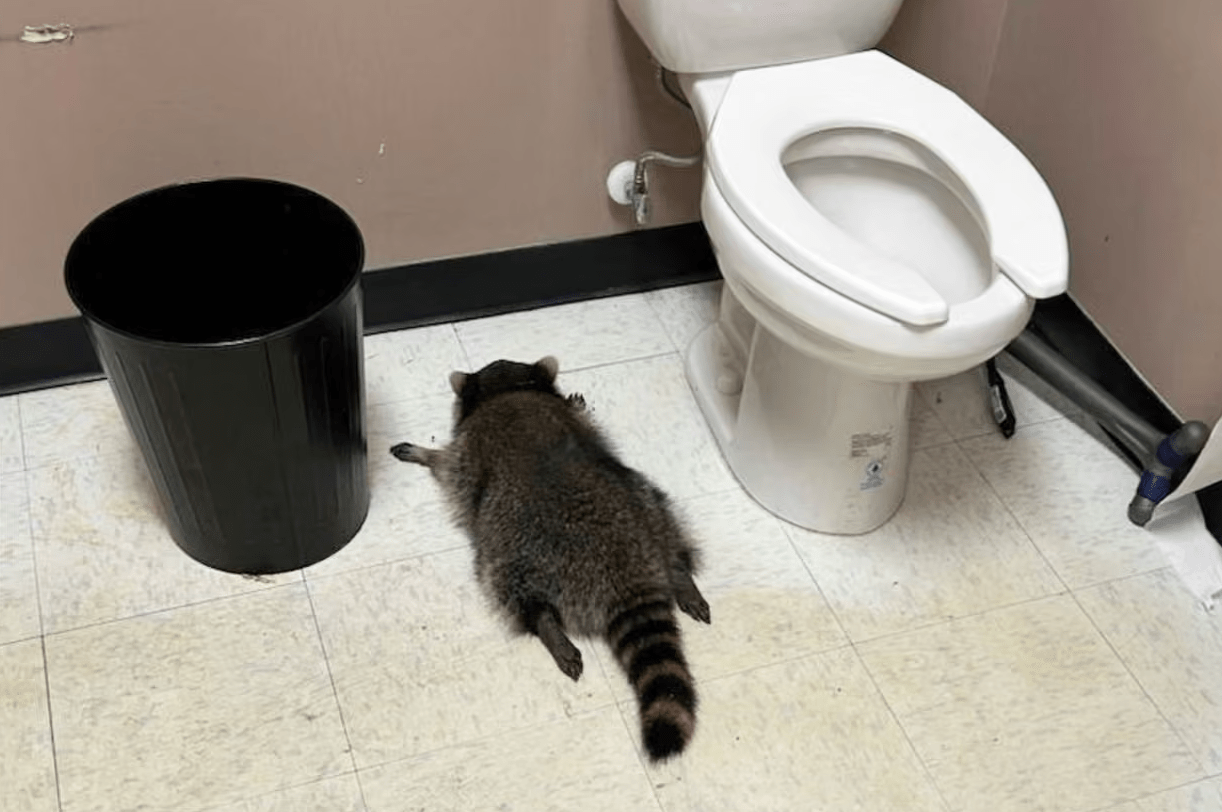 raccoon