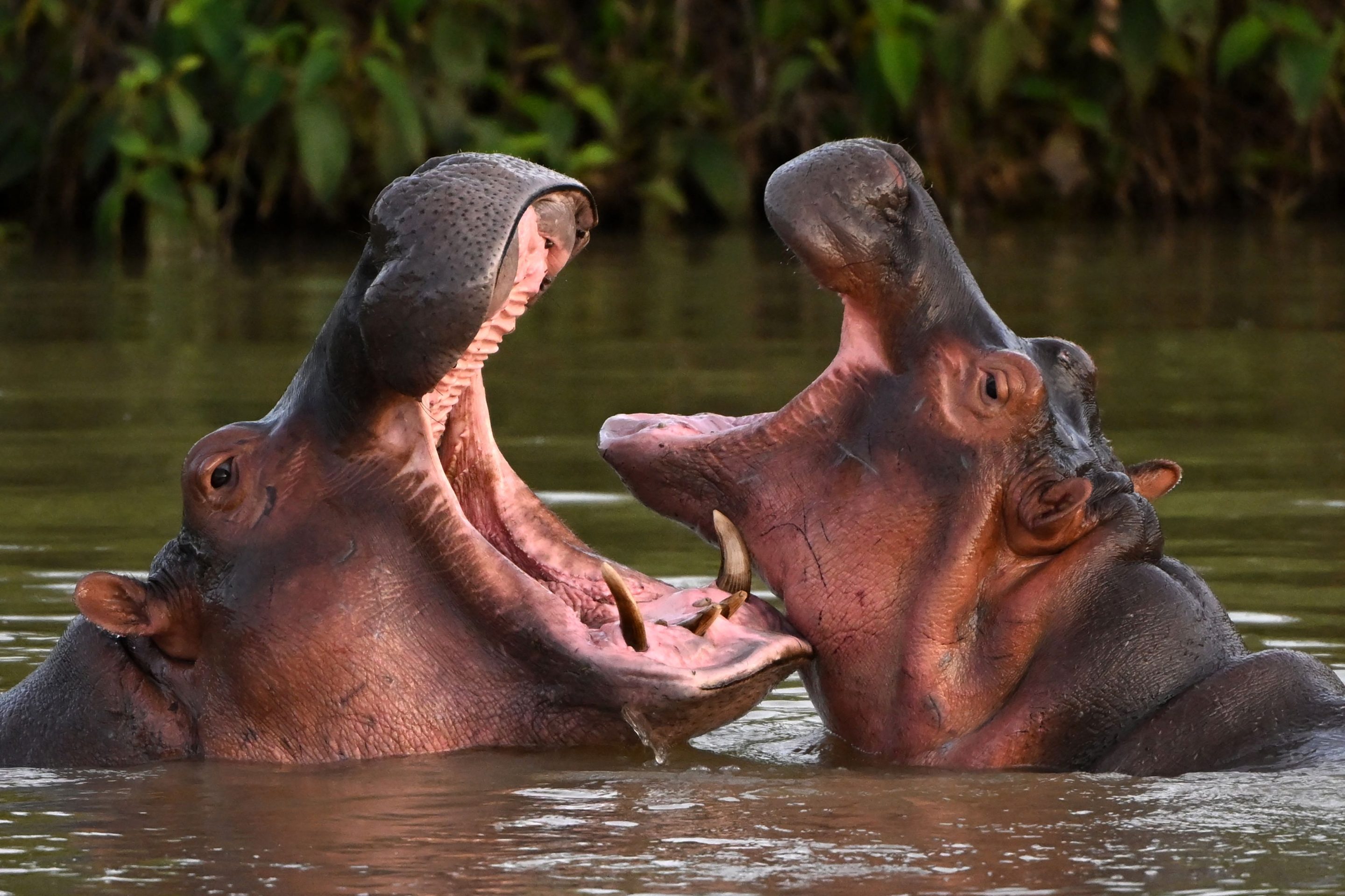hippo