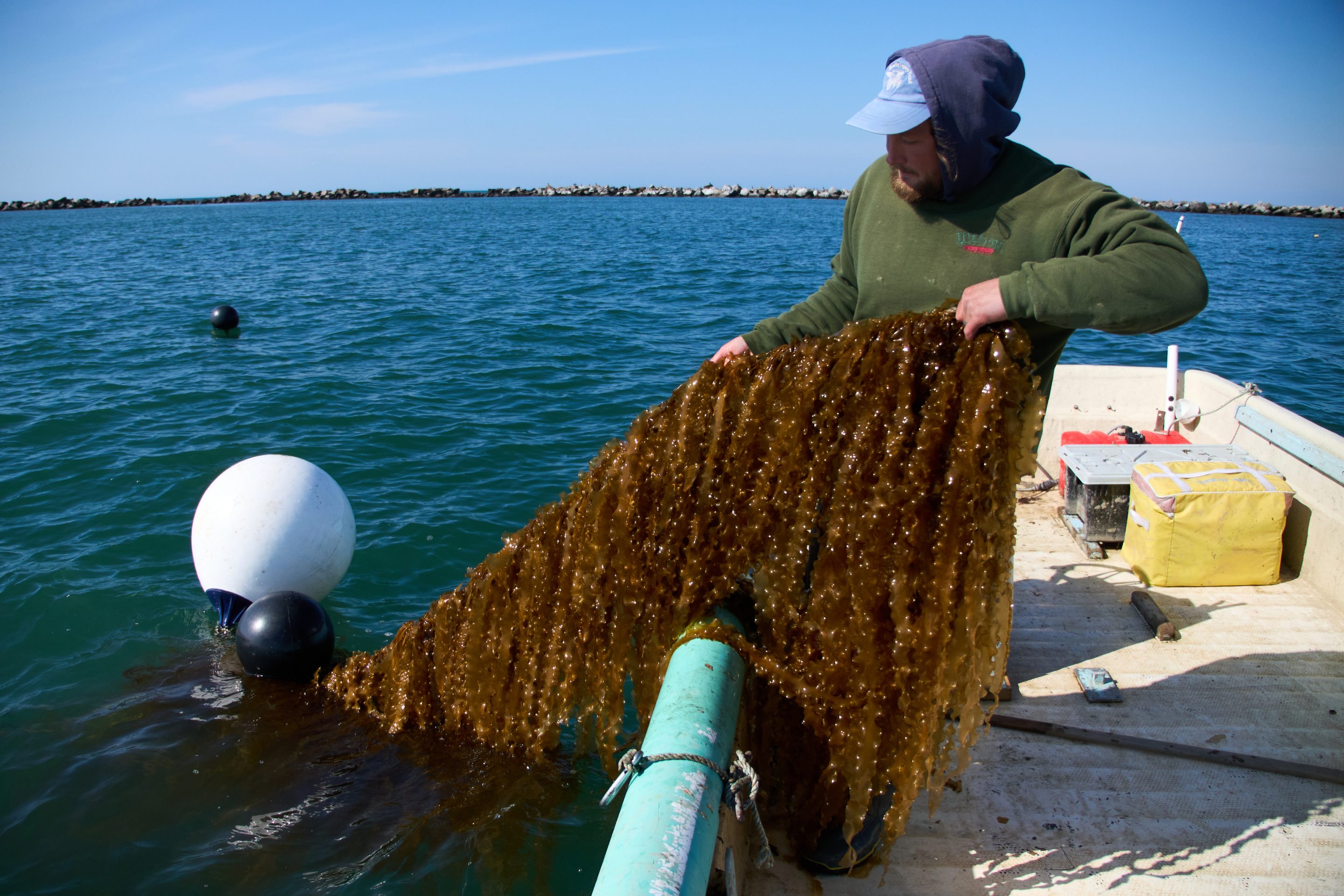 Kelp could potentially fuel planes and ships in the future.