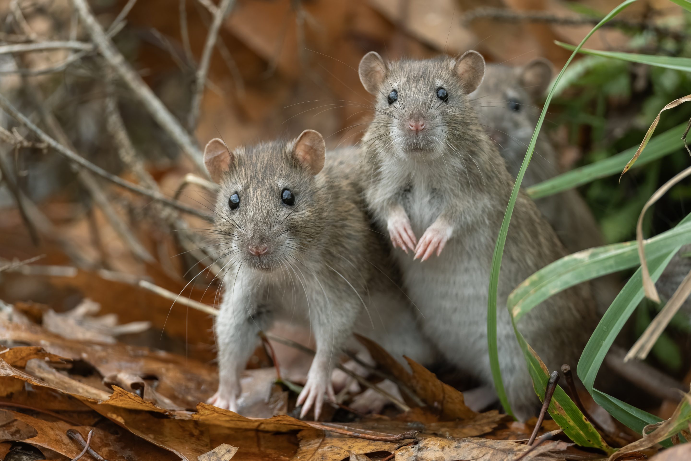 You're likely safe from the hantavirus.