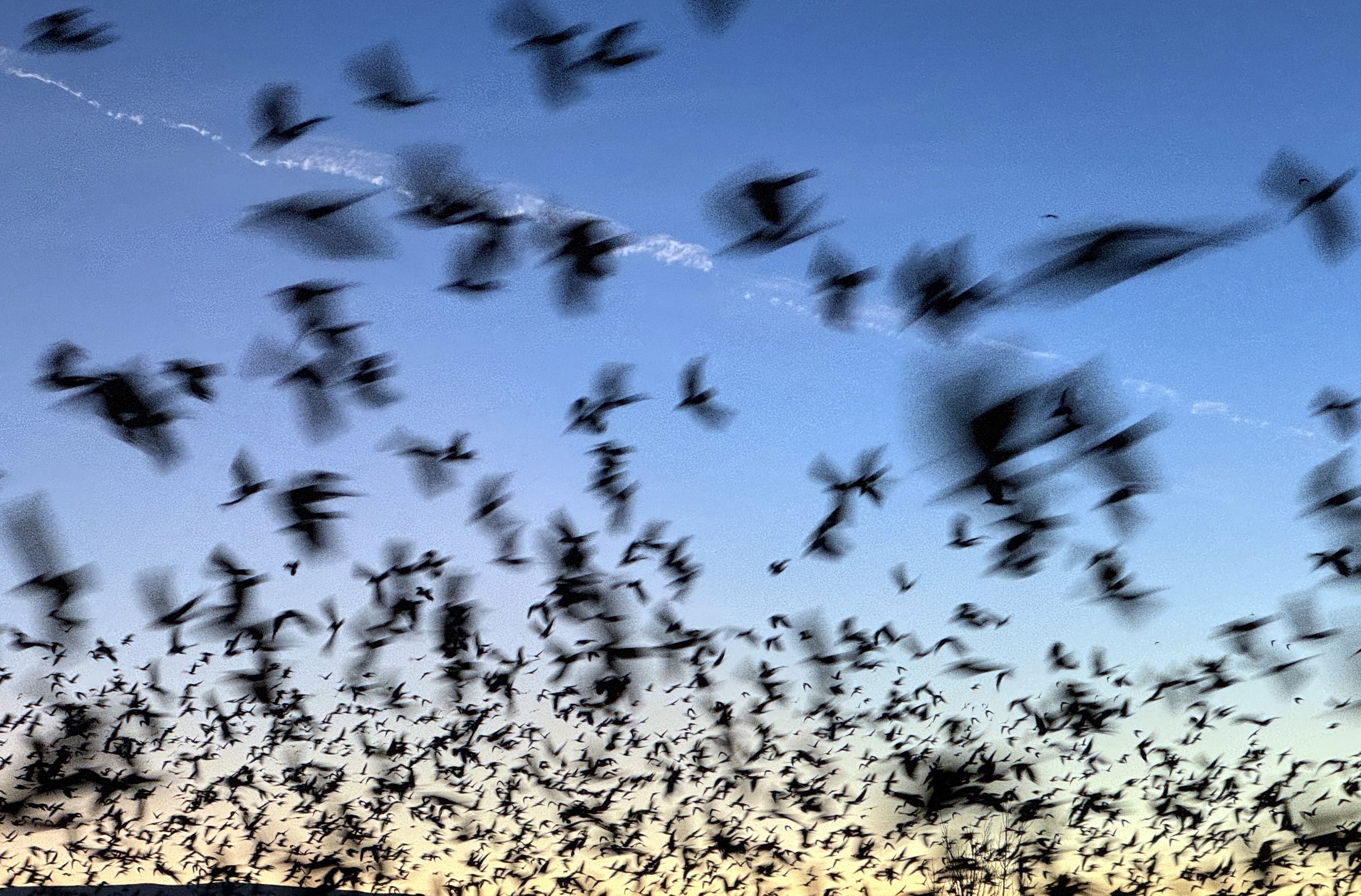 The lack of bats is costing American farmers millions.