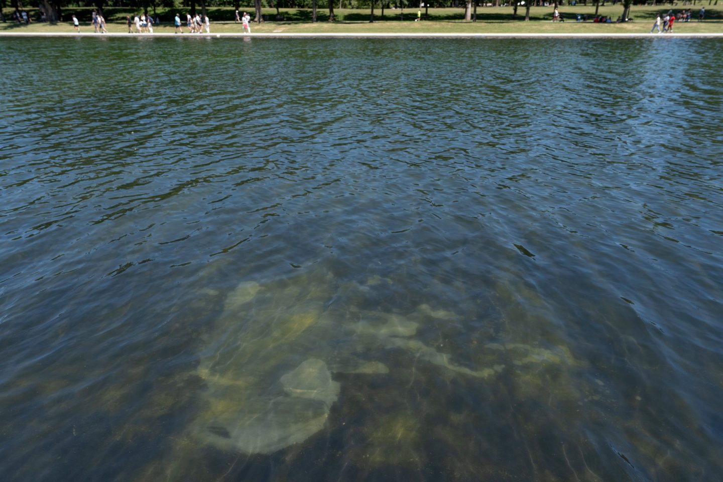 Trump tries to explain why Reflecting Pool is algae green and its blue lining is peeling. Police arrest a former Olympic canoe racer on a bike ride