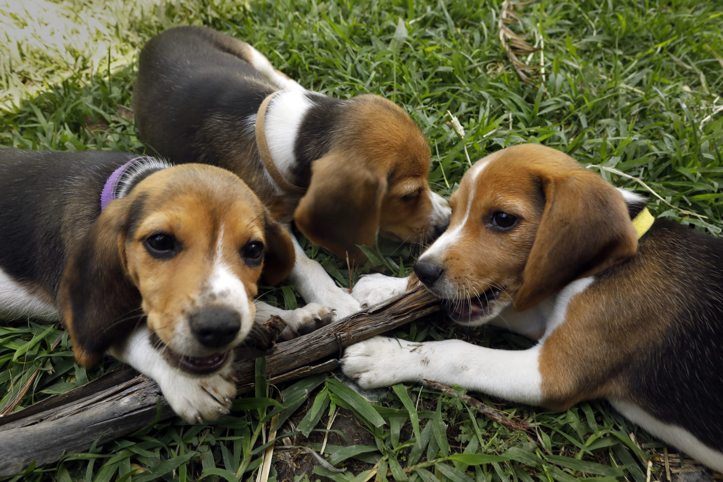 A beagle breeding farm in Wisconsin is officially shutting down.