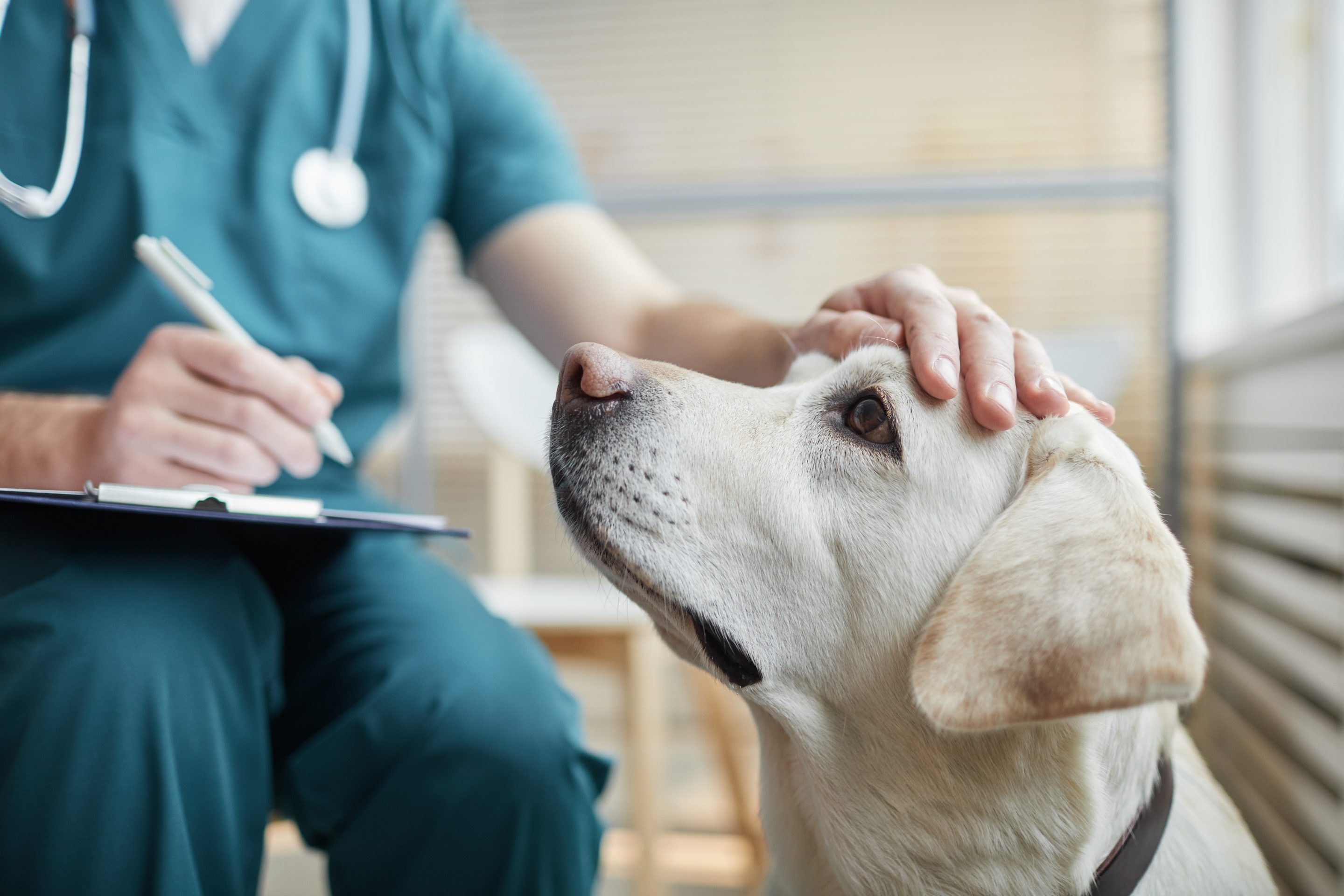 Emergency vet bills are financially draining for pet parents.