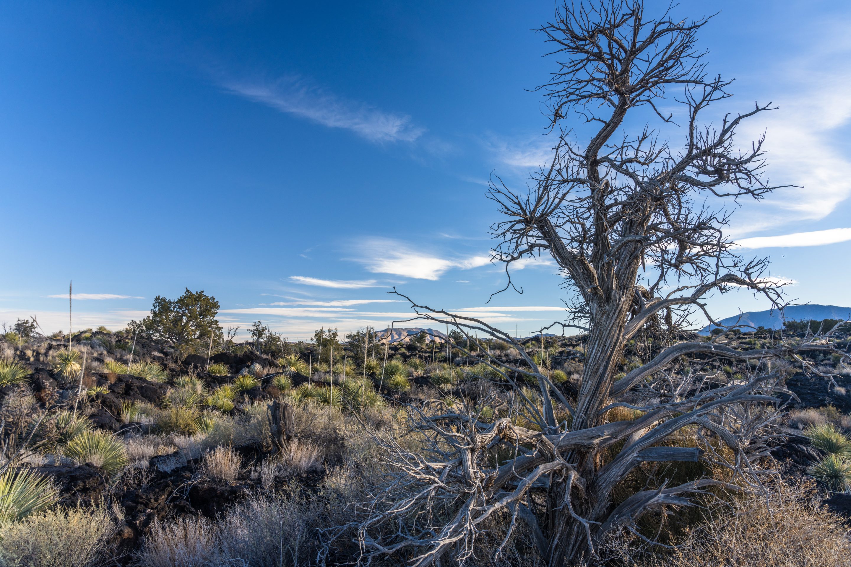 Tree mortality more than tripled in New Mexico in 2025.
