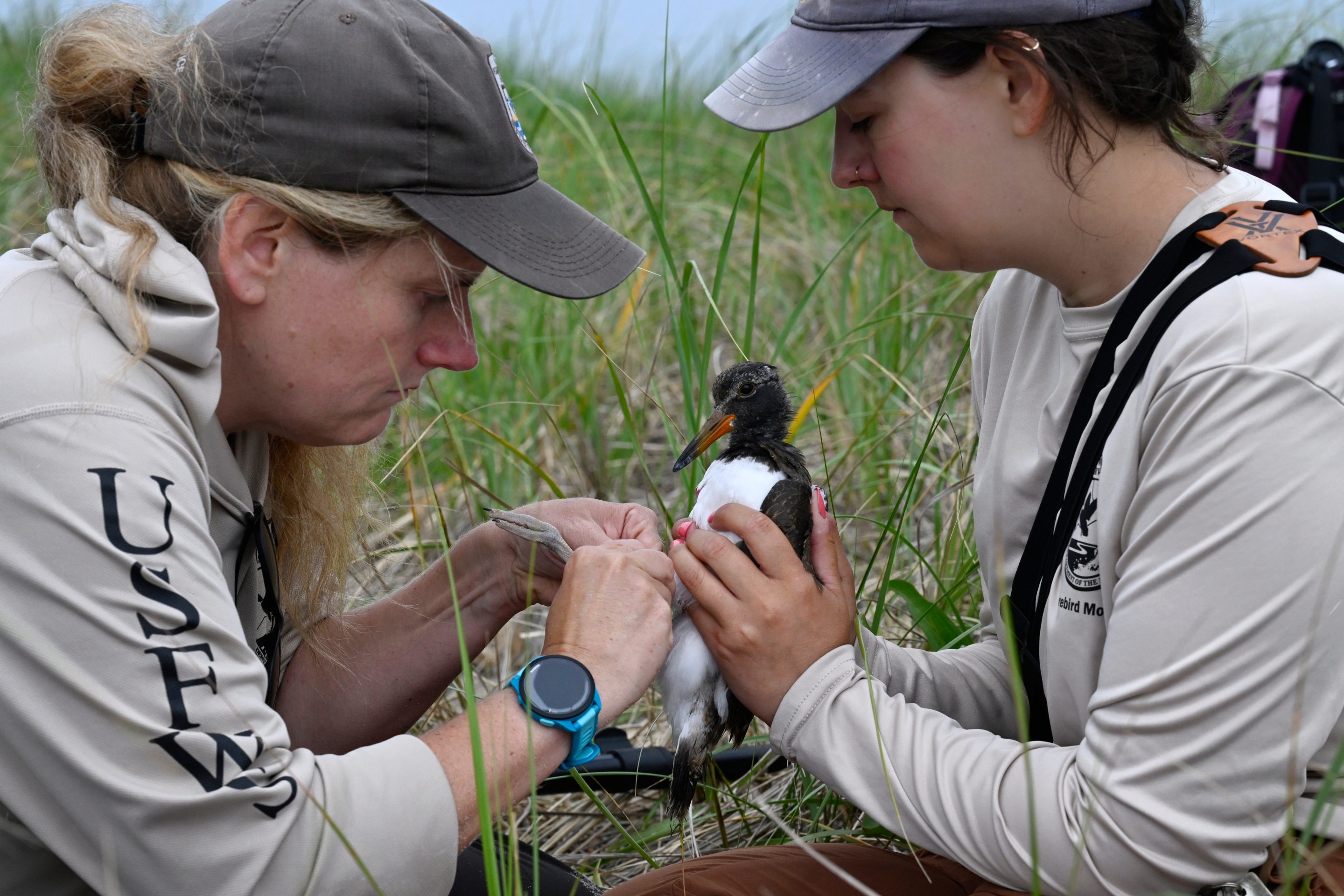 Two United States Fish and Wildlife Service Biologists tag an Oystercatcher seabird's leg.