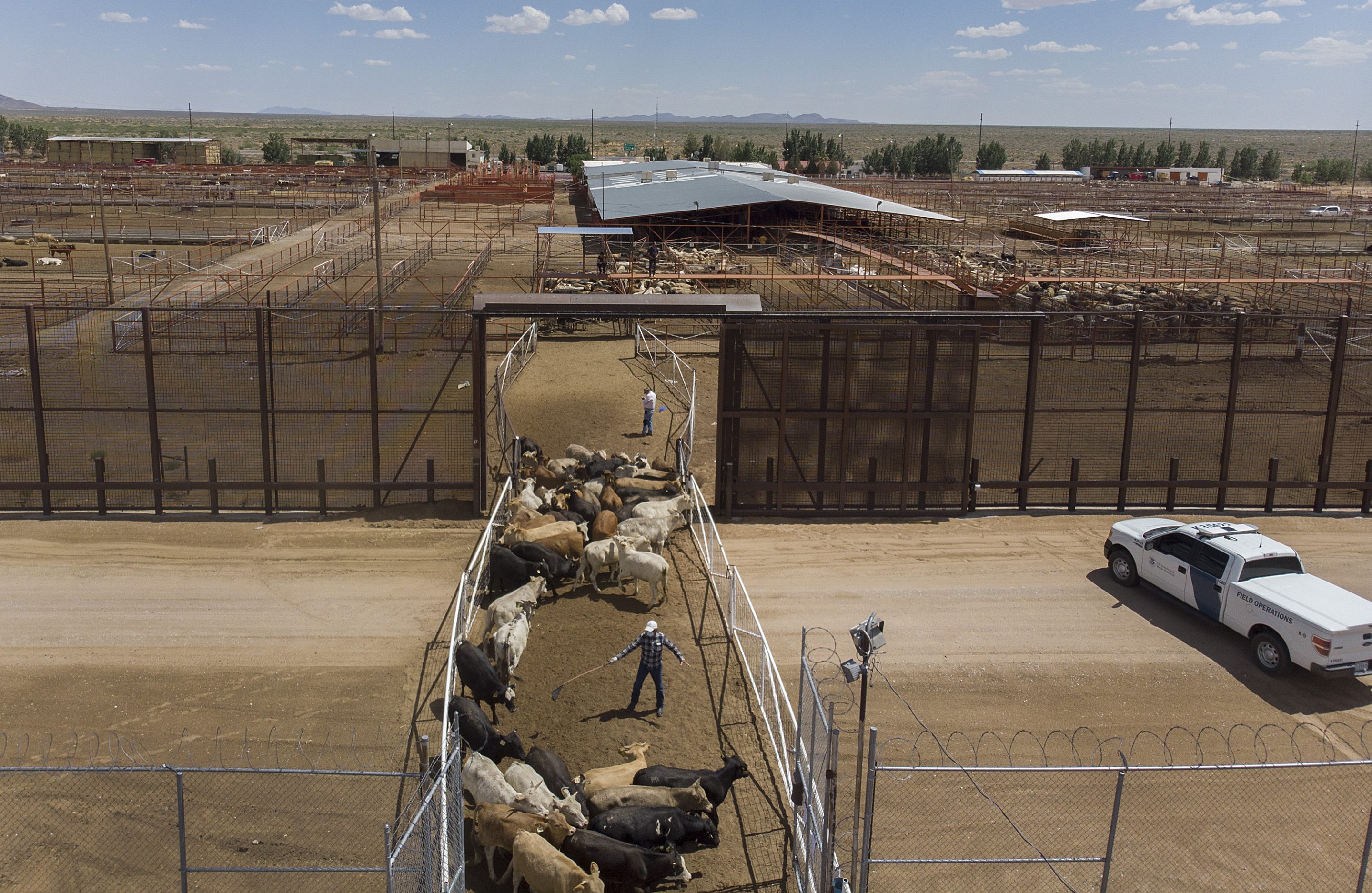 Workers process cattle imported from Mexico at the Santa Teresa International Export/Import livestock crossing in New Mexico in 2019. The U.S. will begin reopening the border to Mexican cattle imports on Aug. 24.